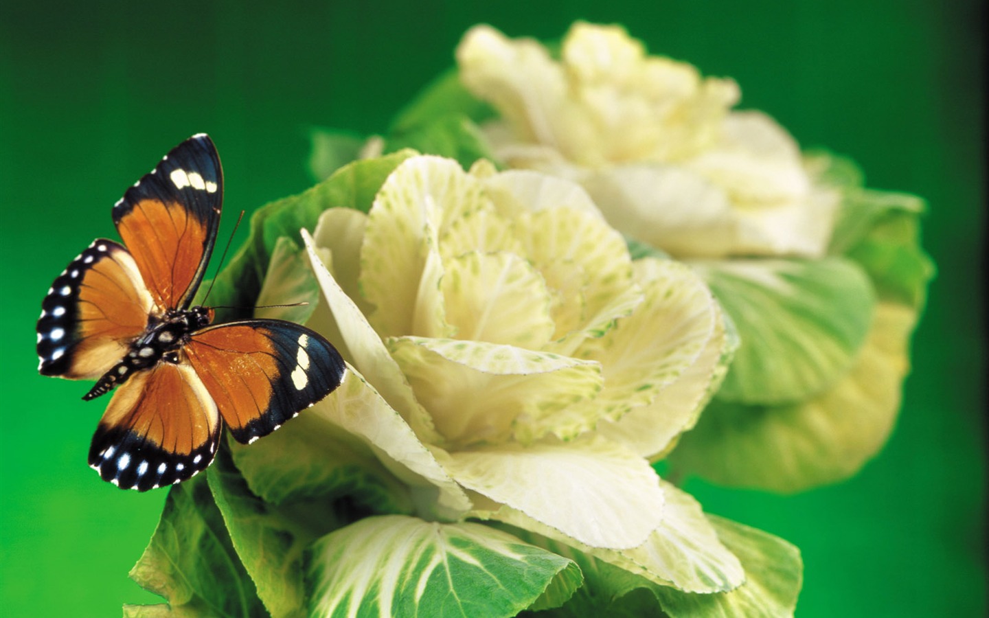 motýli a květiny tapety album (1) #13 - 1440x900
