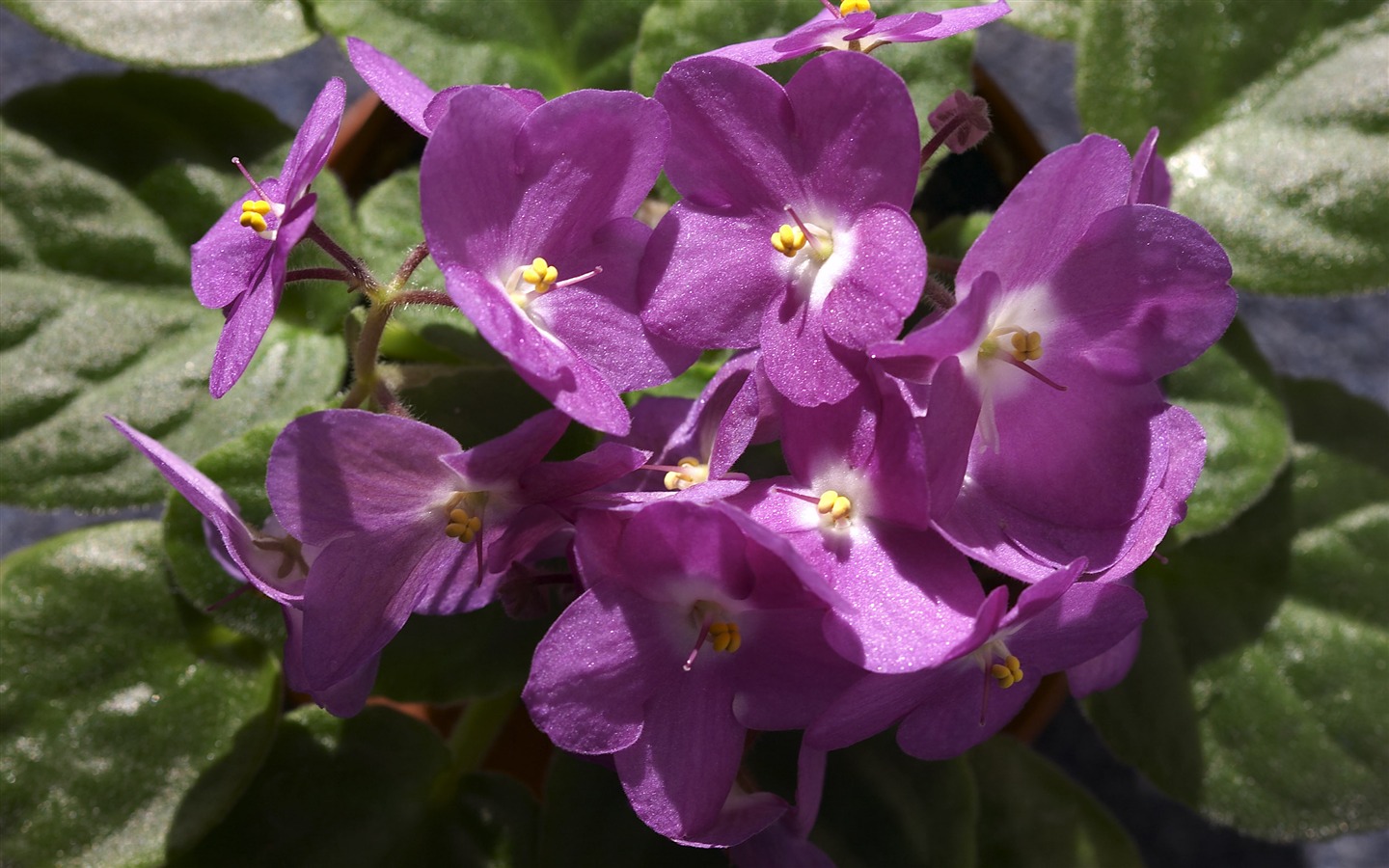 超大鮮花特寫 壁紙(一) #17 - 1440x900