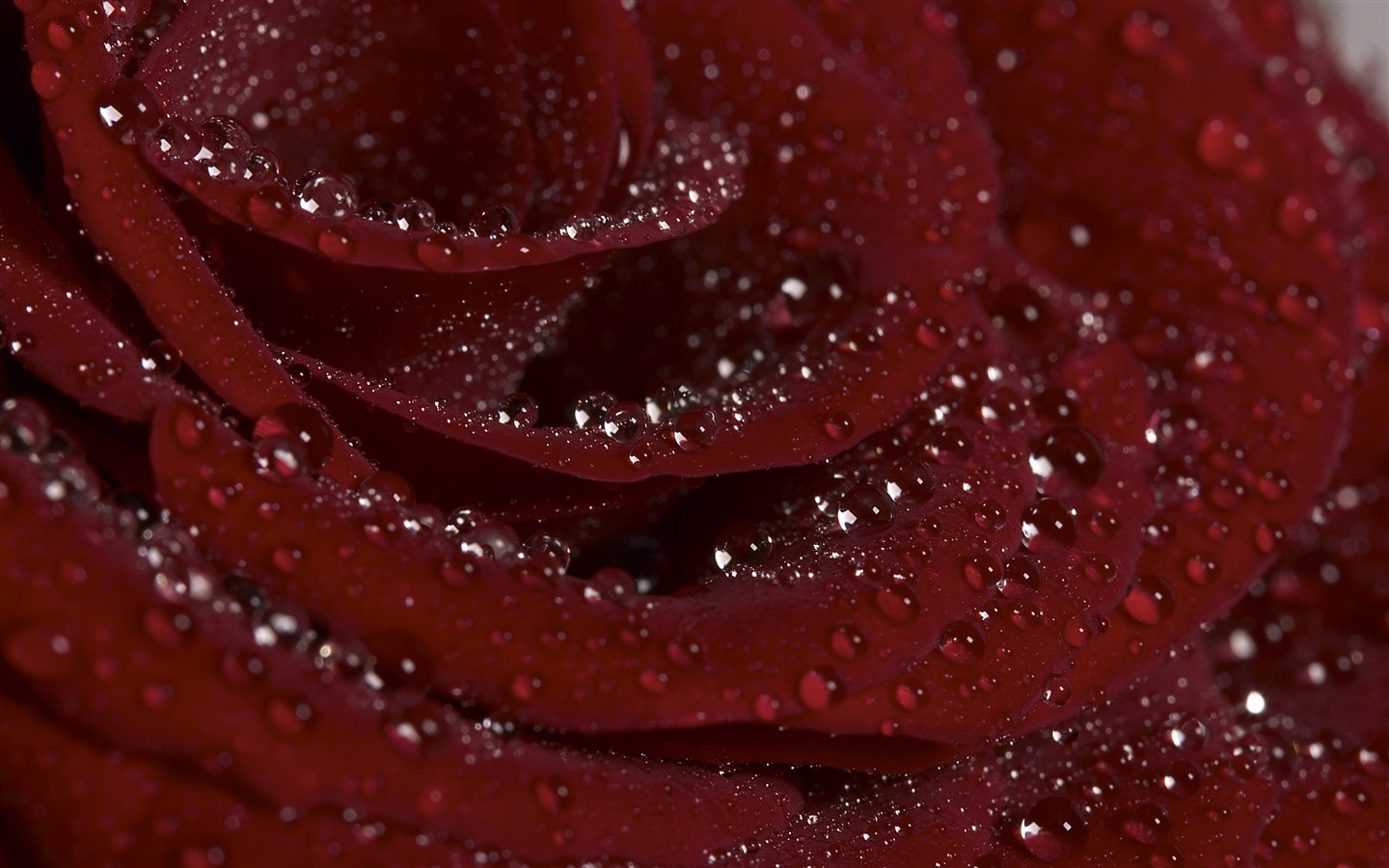 超大鮮花特寫 壁紙(一) #19 - 1440x900