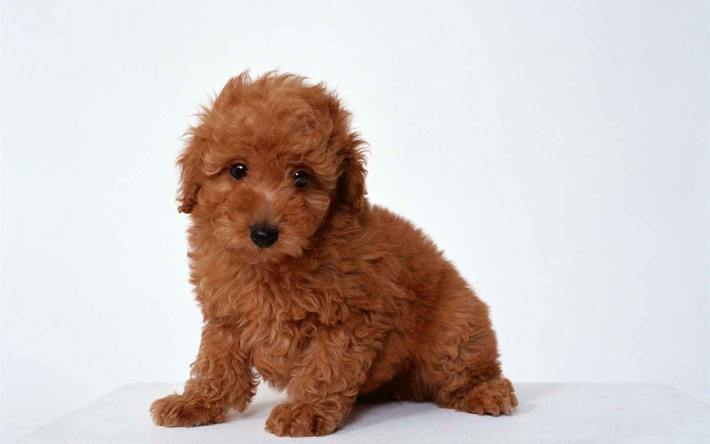 1600 dog photo wallpaper (11) #4 - 1440x900