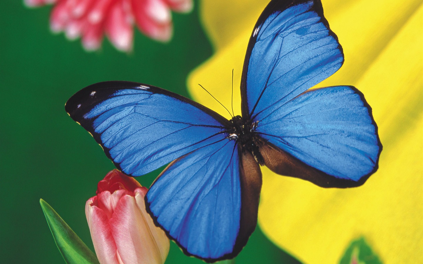 Papillons et fleurs album papier peint (2) #1 - 1440x900