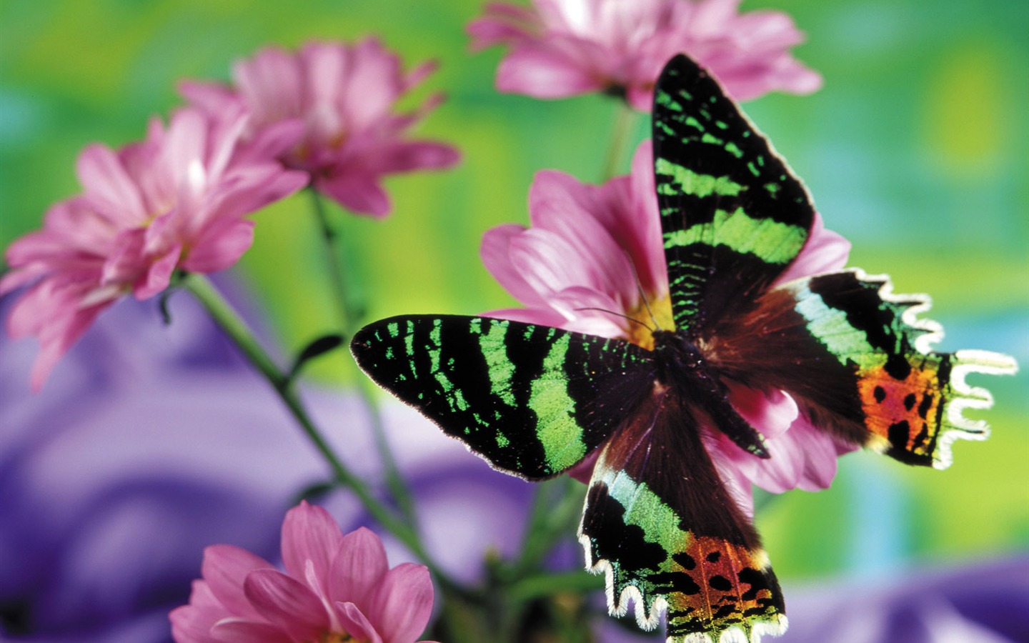 motýli a květiny tapety album (2) #2 - 1440x900