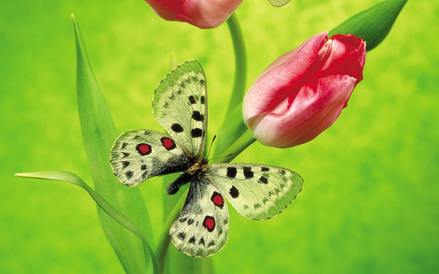 Schmetterlinge und Blumen Wallpaper Album (2) #4 - 1440x900