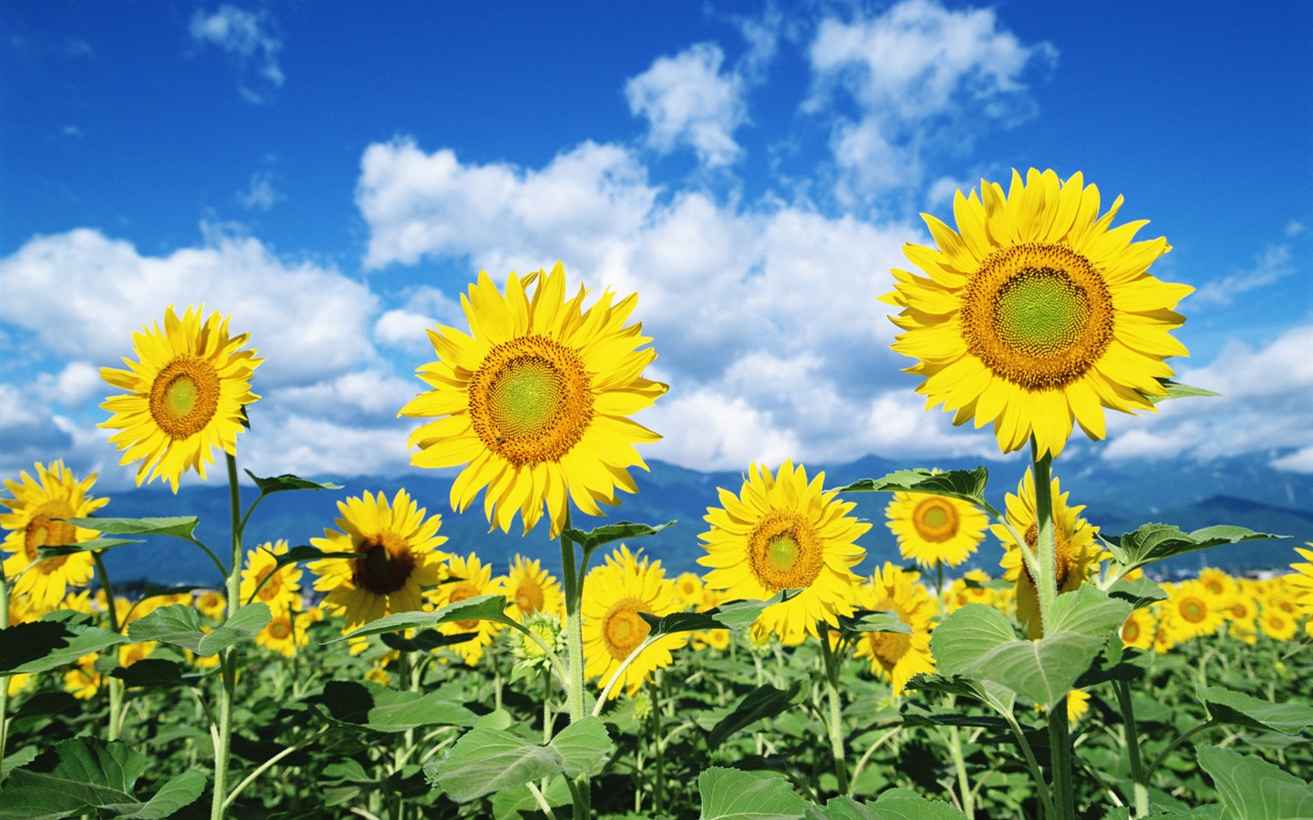 Blauer Himmel Sonnenblume Widescreen Wallpaper #1 - 1440x900