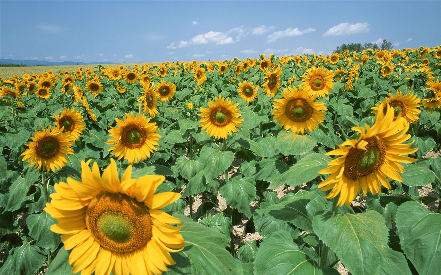 Blue sky sunflower Widescreen Wallpaper #17 - 1440x900