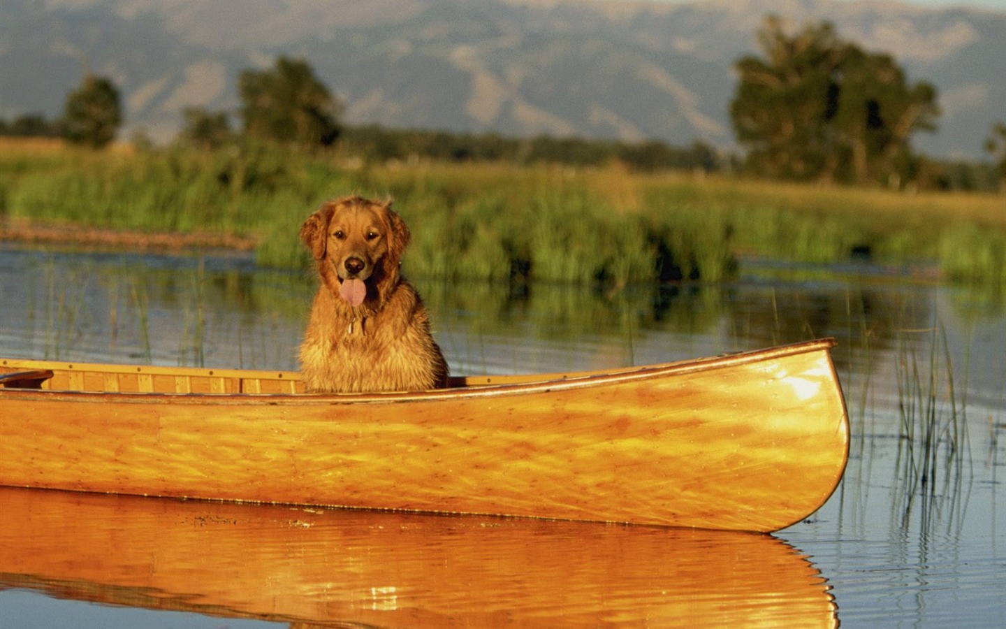 1600 fondos de escritorio de la foto del perro (12) #4 - 1440x900