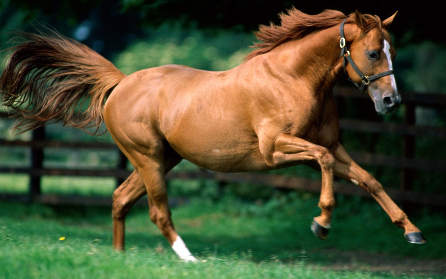 Horse Photo Wallpaper (1) #1 - 1440x900