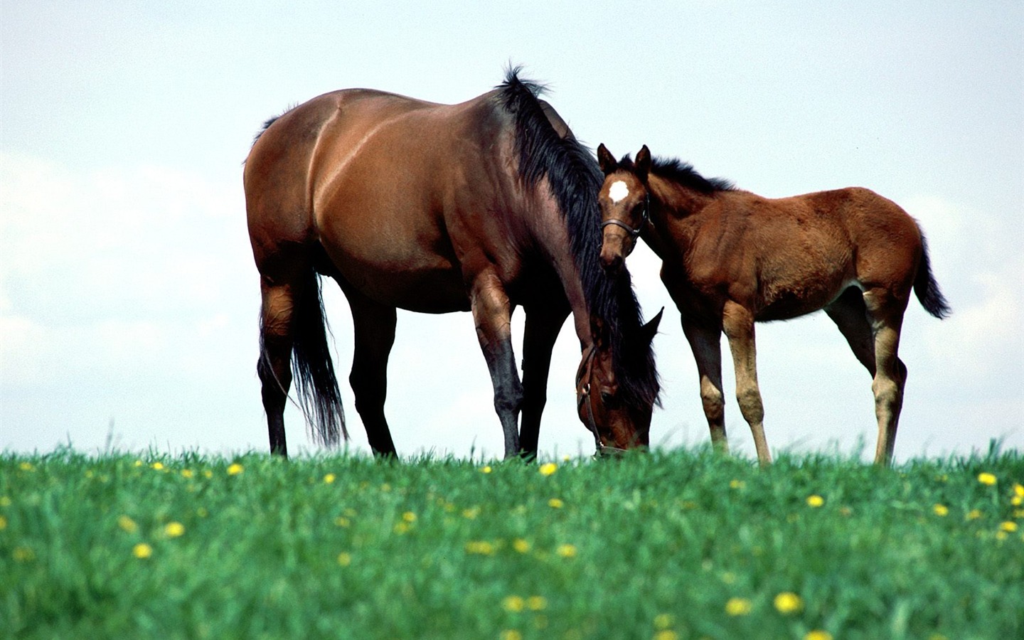 Horse Photo Wallpaper (1) #5 - 1440x900