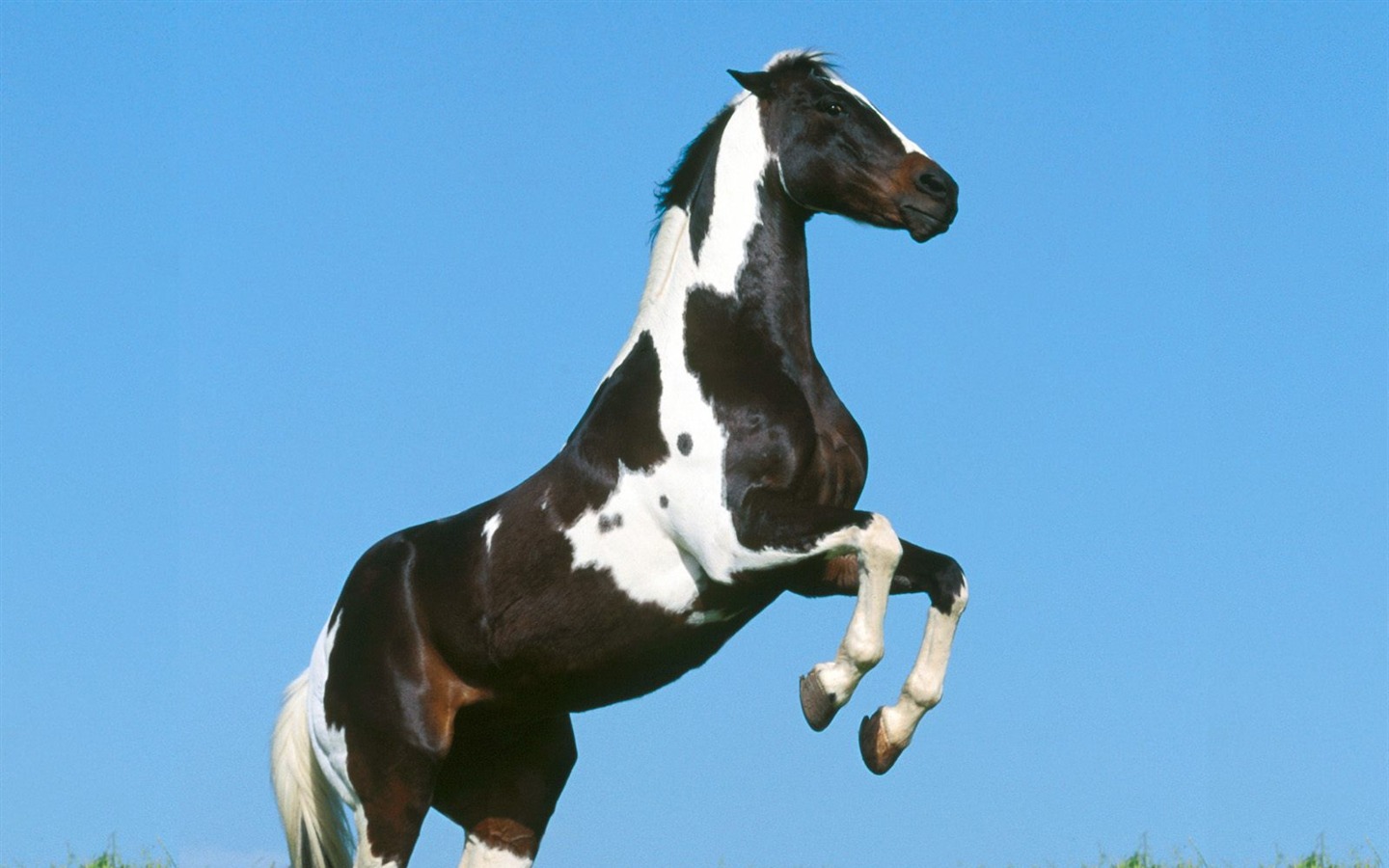 Koně Foto tapety (1) #10 - 1440x900