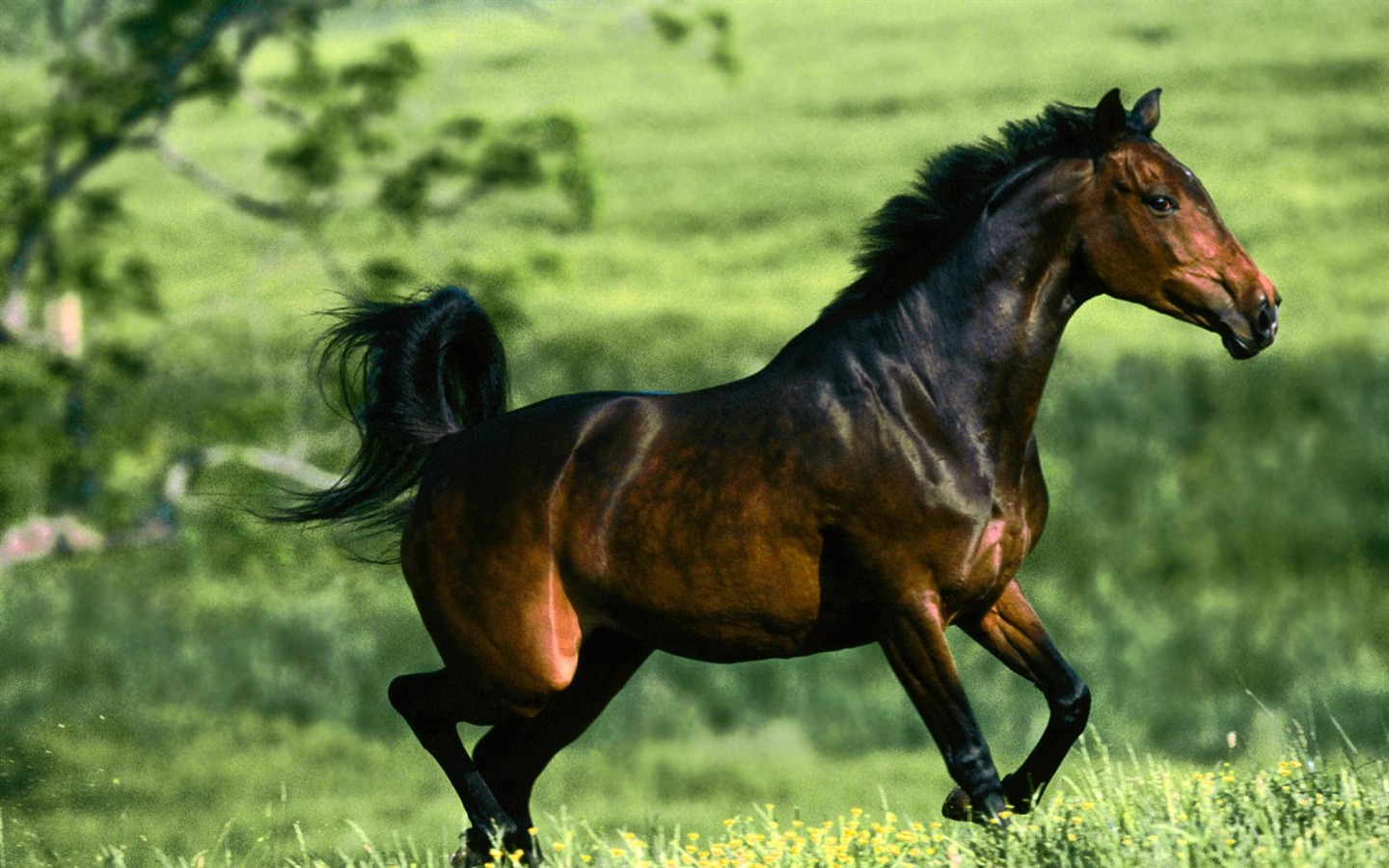 Horse Photo Wallpaper (1) #13 - 1440x900