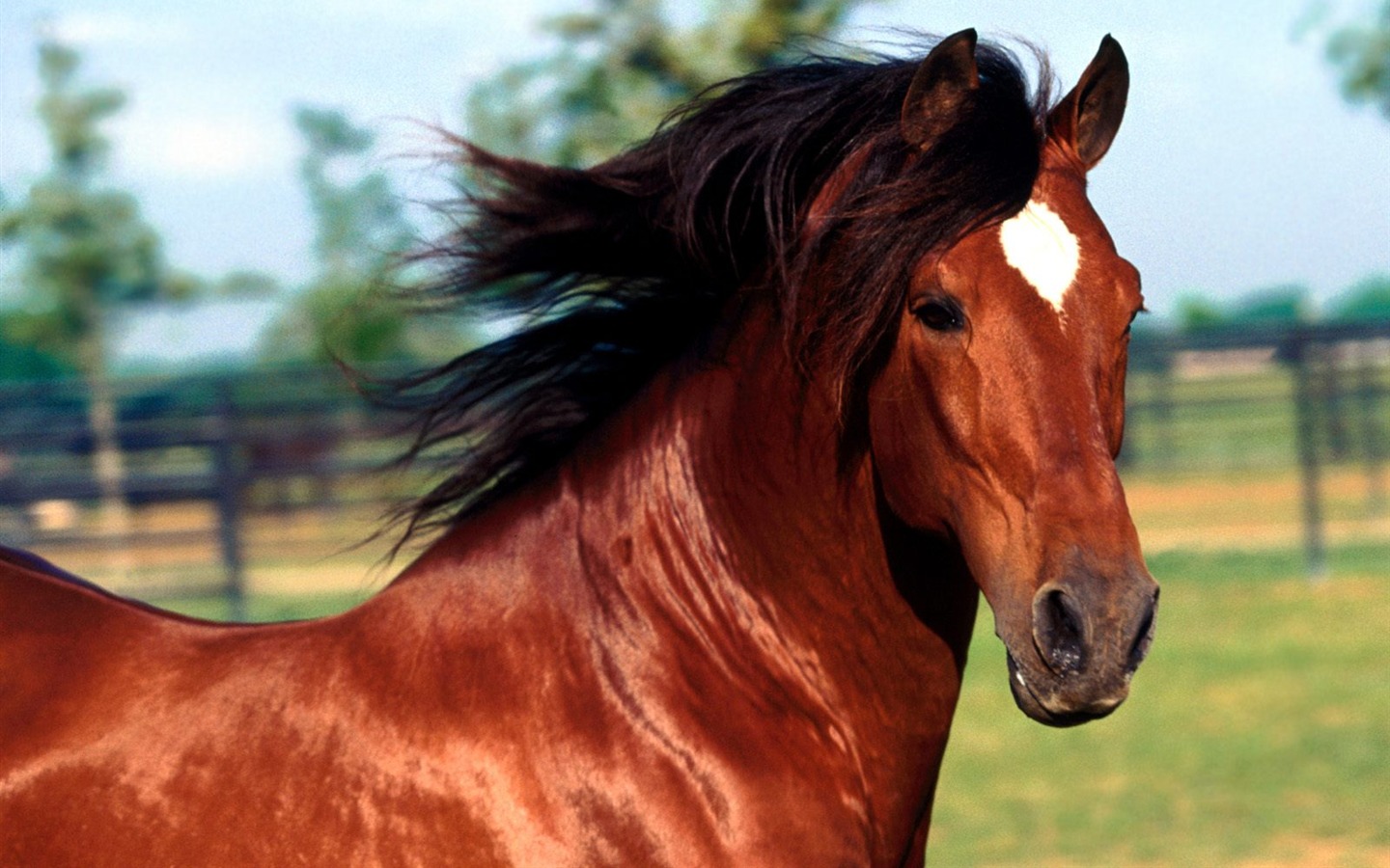 Horse Photo Wallpaper (1) #16 - 1440x900