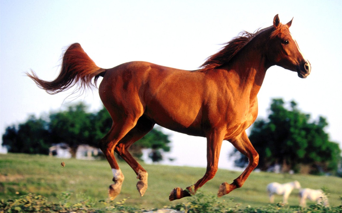 Horse Photo Wallpaper (1) #19 - 1440x900