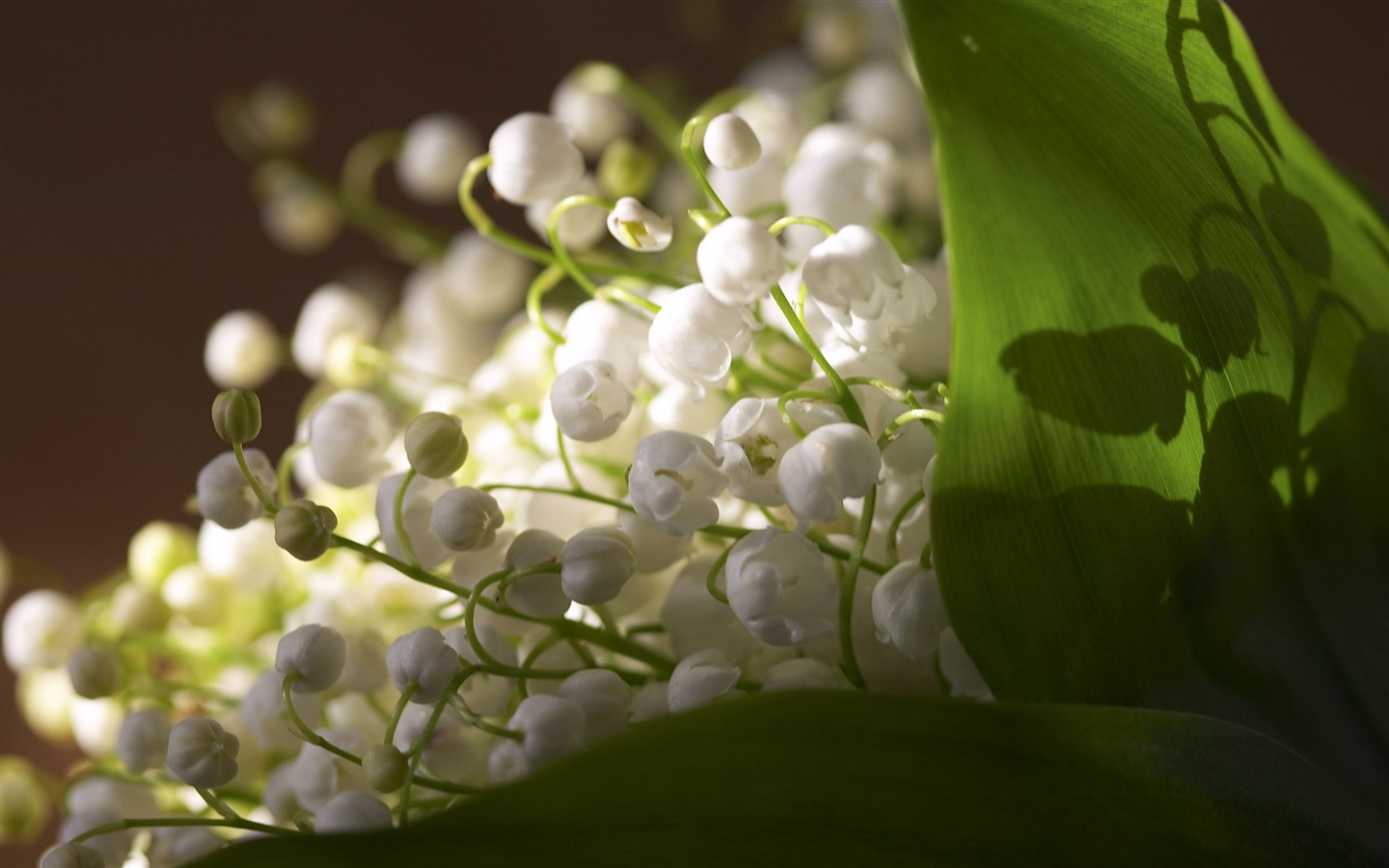 超大鲜花特写 壁纸(三)5 - 1440x900