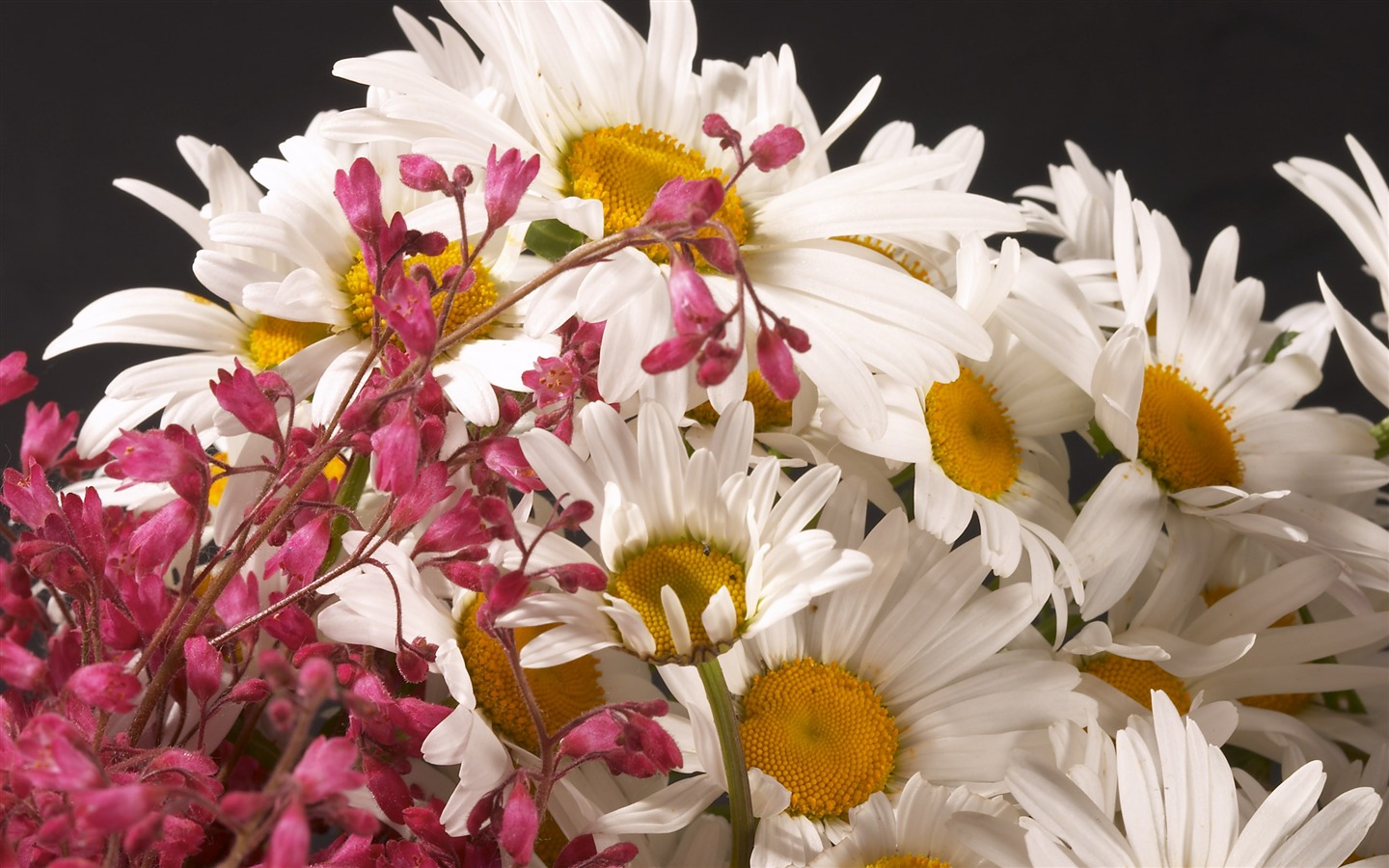 대형 꽃 기능 월페이퍼 (3) #18 - 1440x900