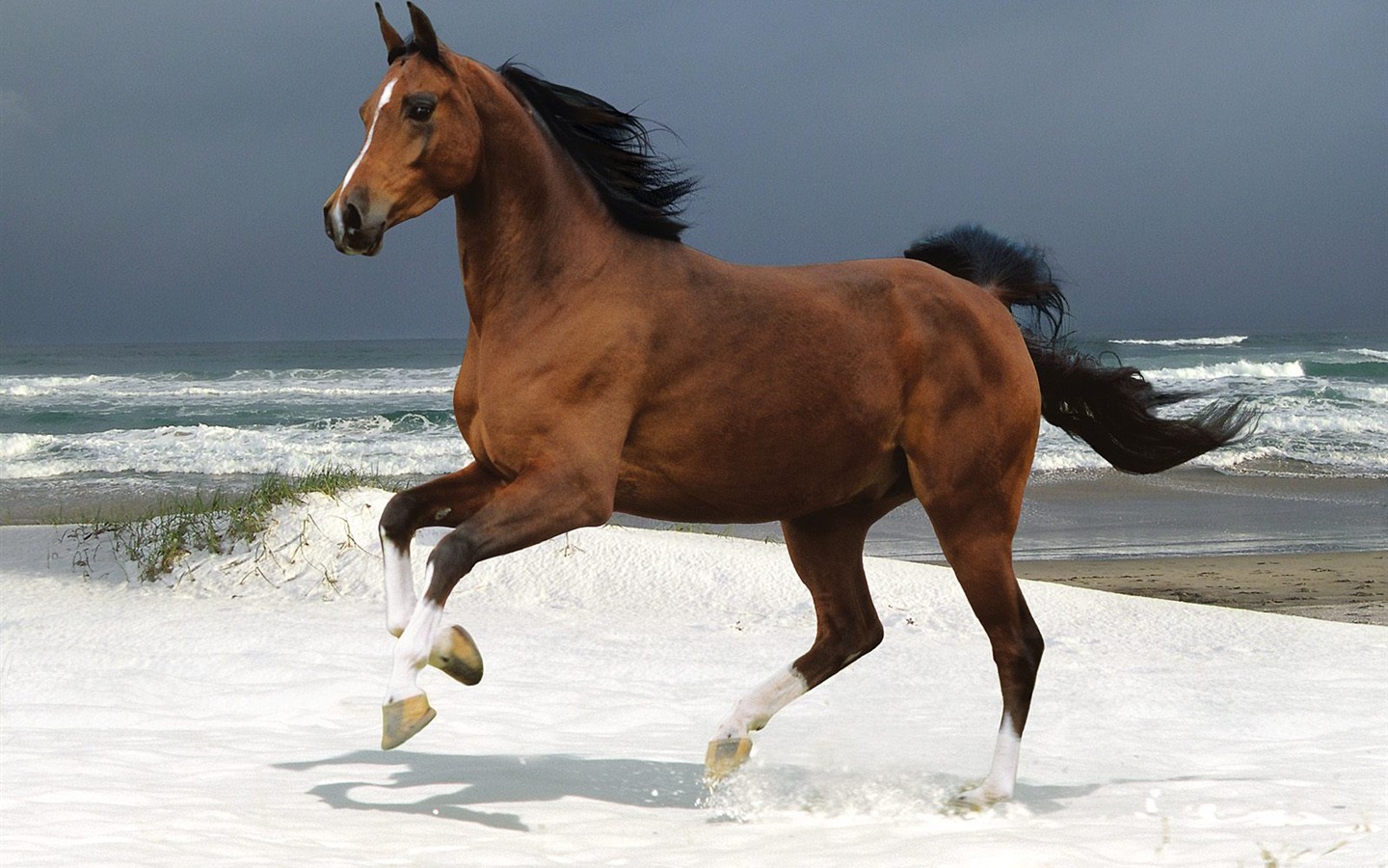 Horse Photo Wallpaper (2) #20 - 1440x900