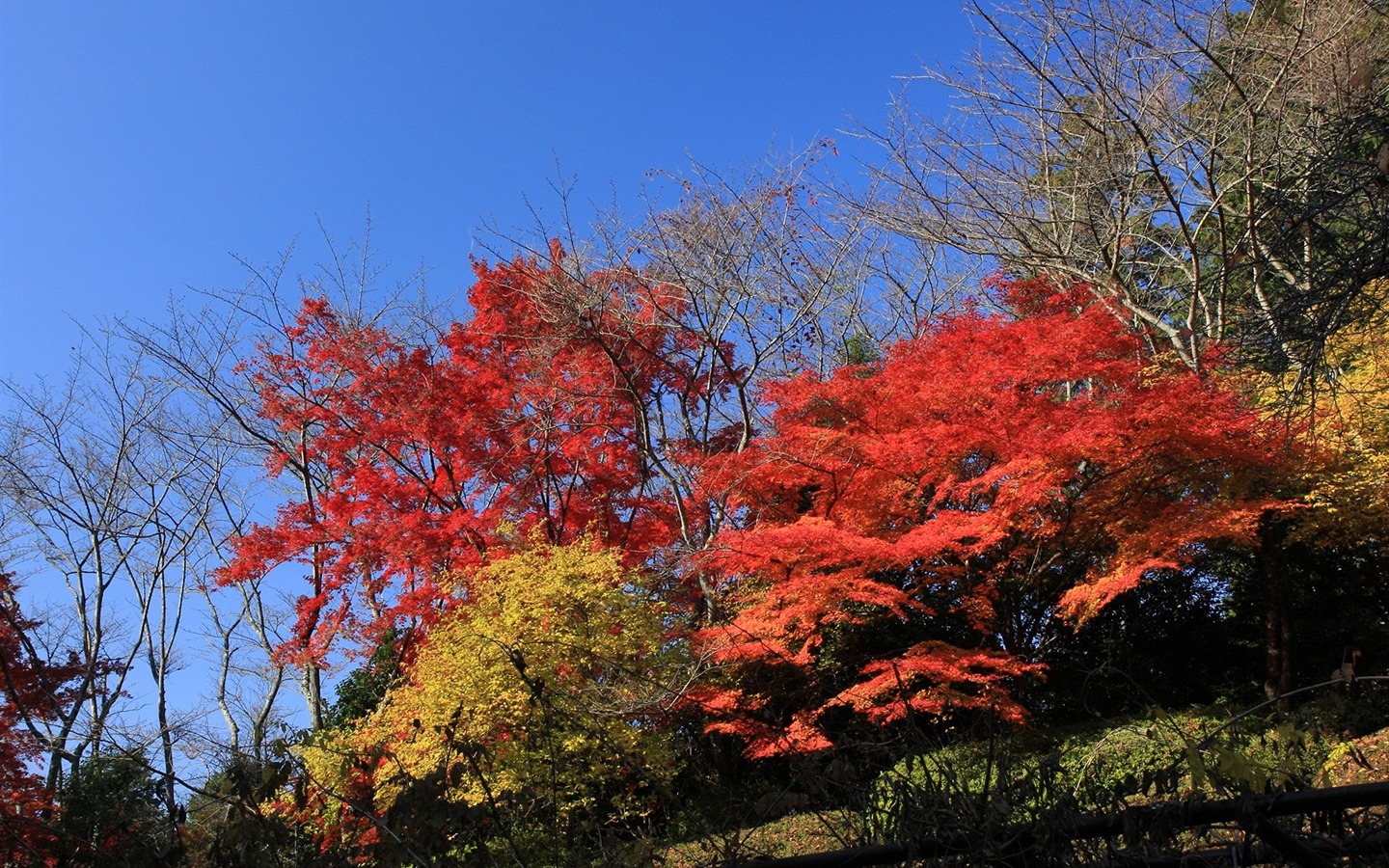 Maple sky wallpaper (1) #10 - 1440x900