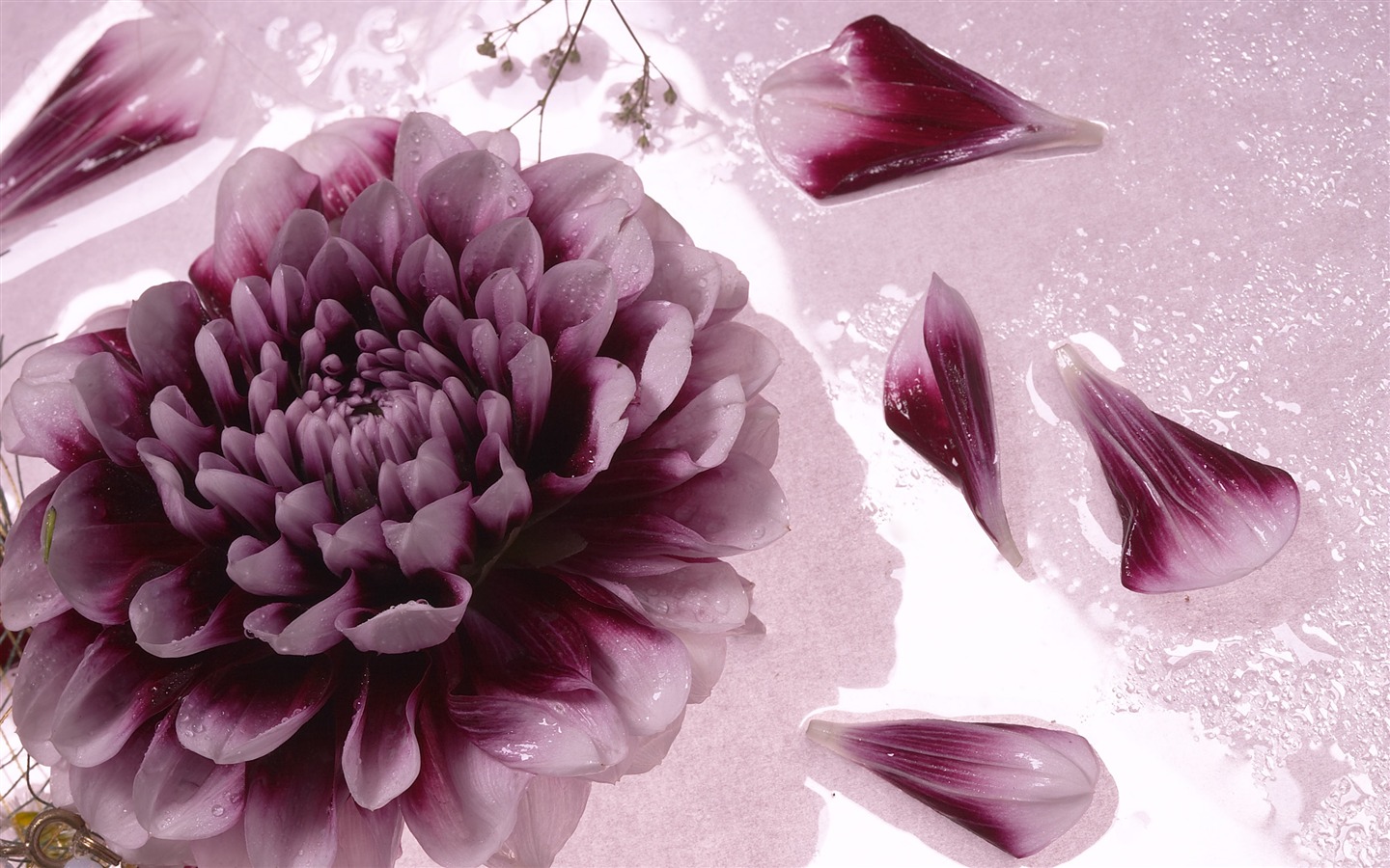 대형 꽃 기능 월페이퍼 (4) #2 - 1440x900