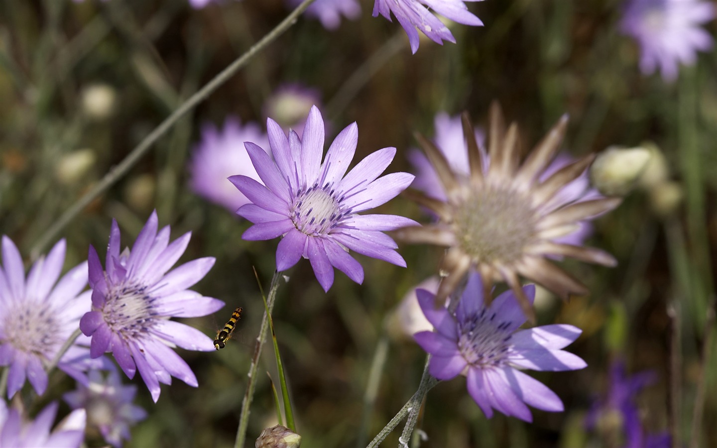 Large Flower Feature Wallpaper (4) #5 - 1440x900