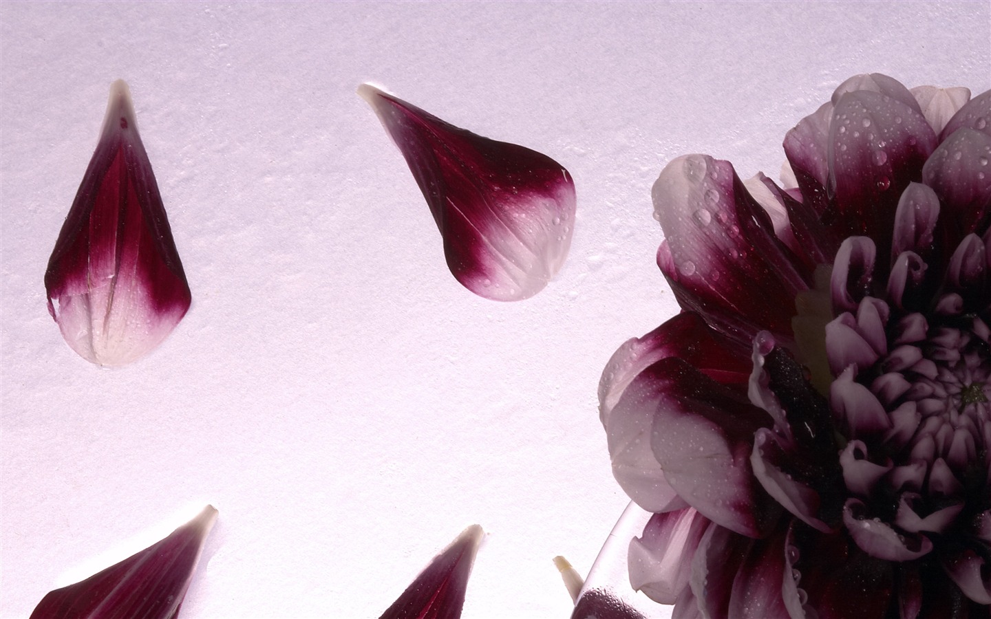 대형 꽃 기능 월페이퍼 (4) #10 - 1440x900