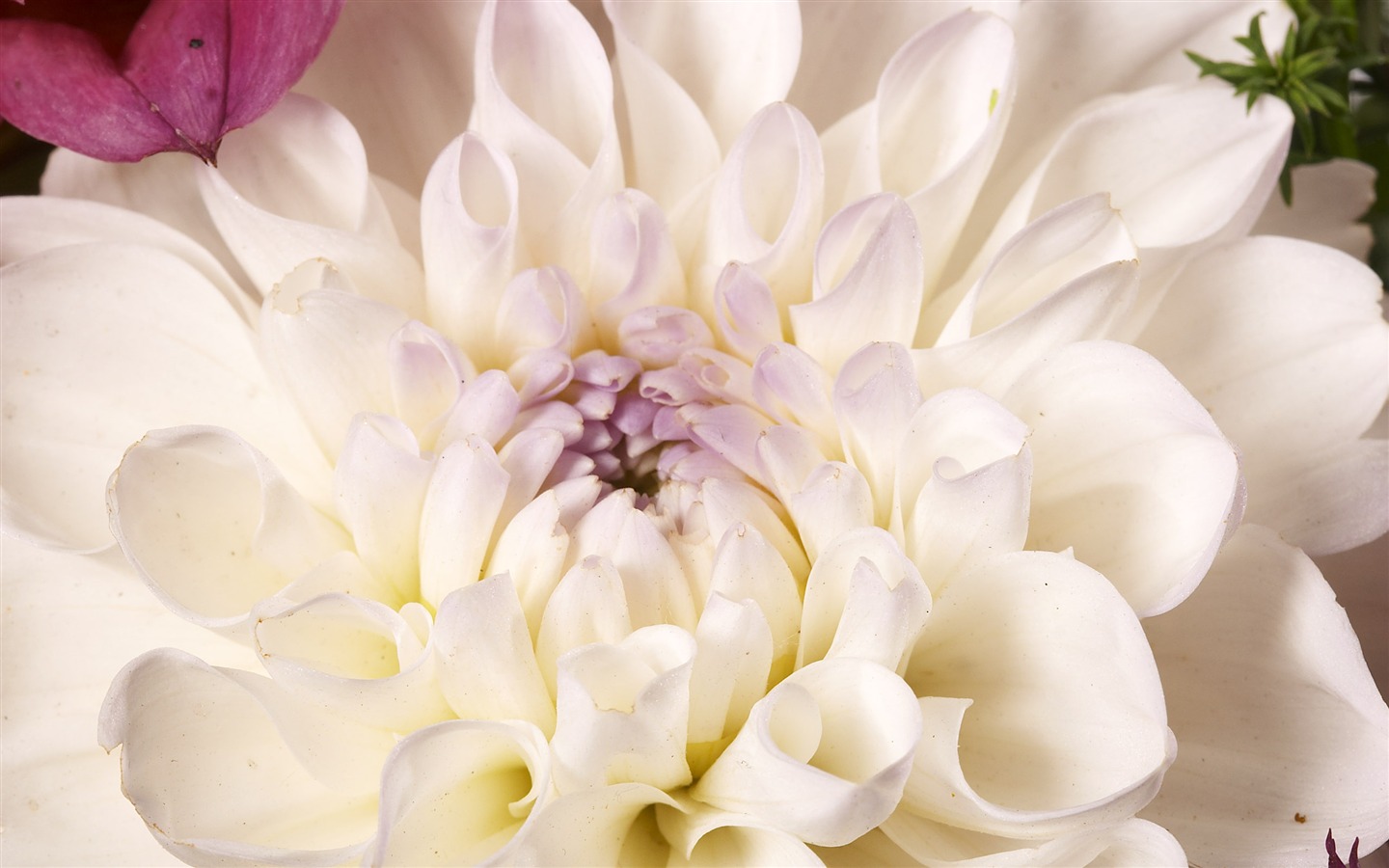 대형 꽃 기능 월페이퍼 (4) #18 - 1440x900