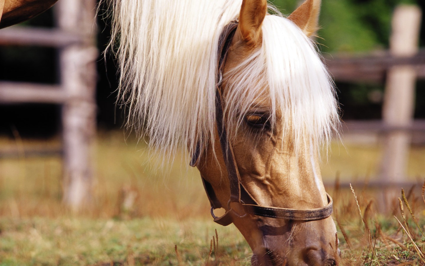 Horse Photo Wallpaper (3) #1 - 1440x900