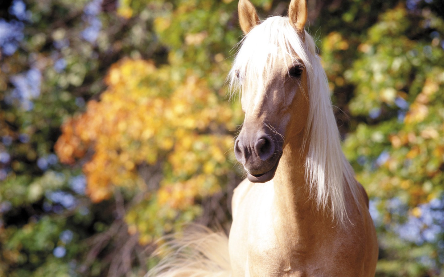 Horse Photo Wallpaper (3) #2 - 1440x900