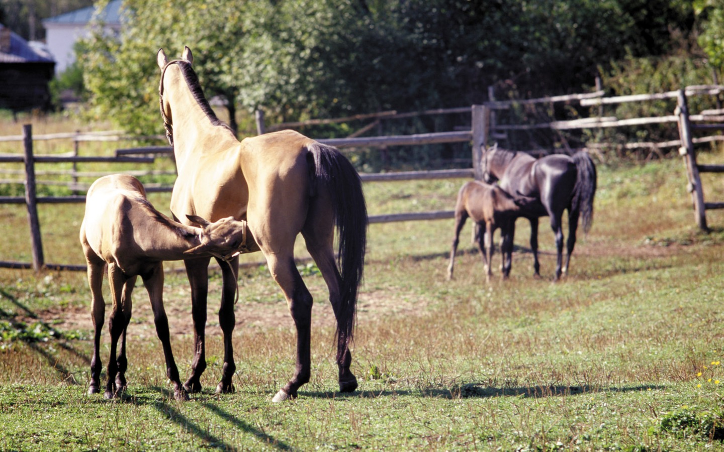 Fond d'écran photo cheval (3) #7 - 1440x900