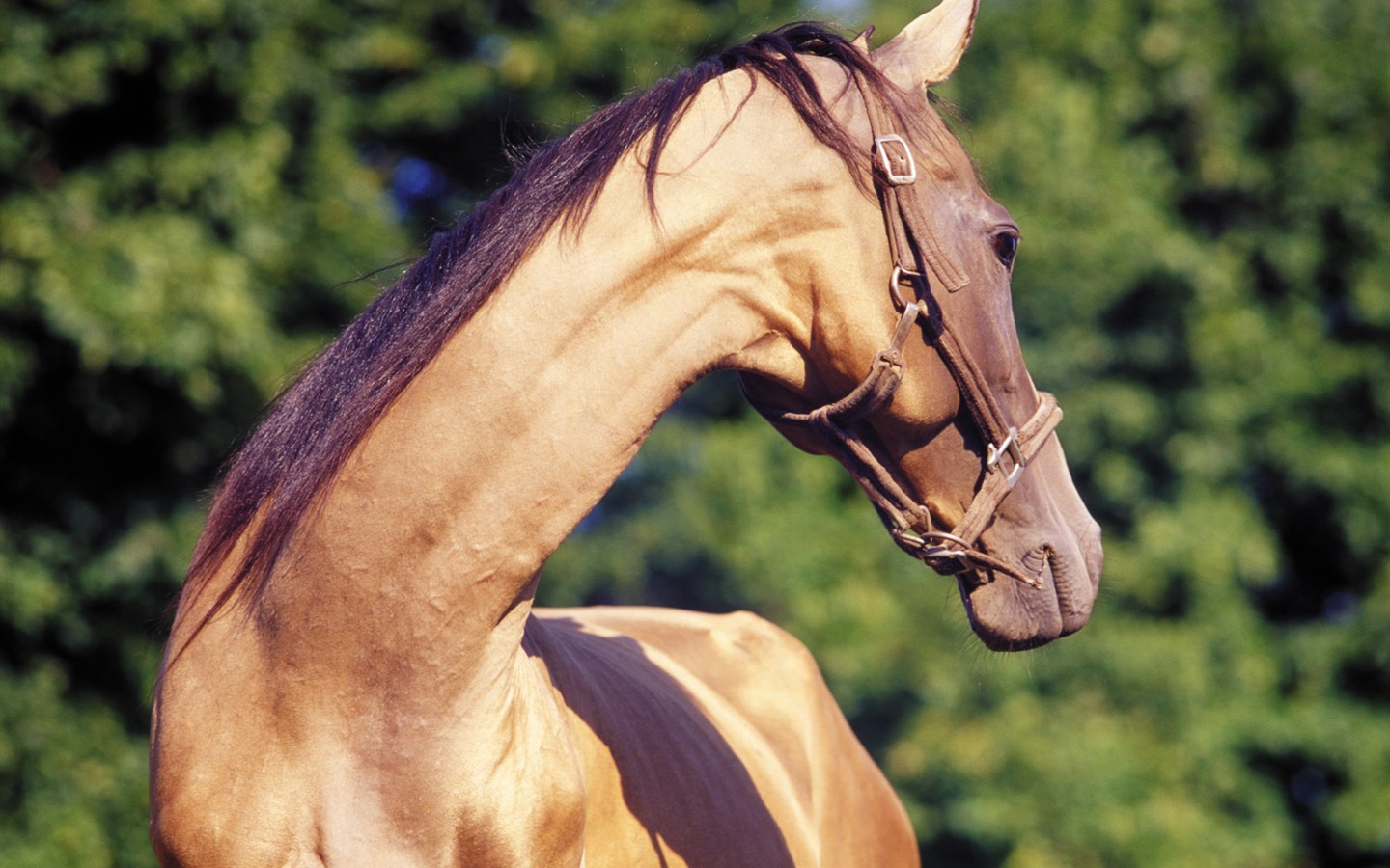 Horse Photo Wallpaper (3) #20 - 1440x900