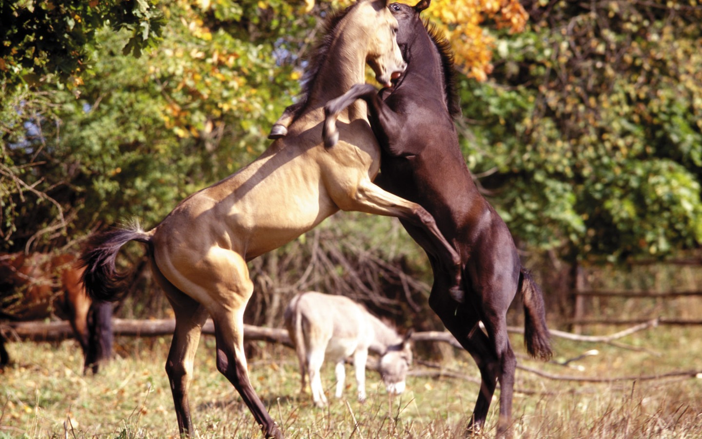 Fond d'écran photo cheval (4) #6 - 1440x900