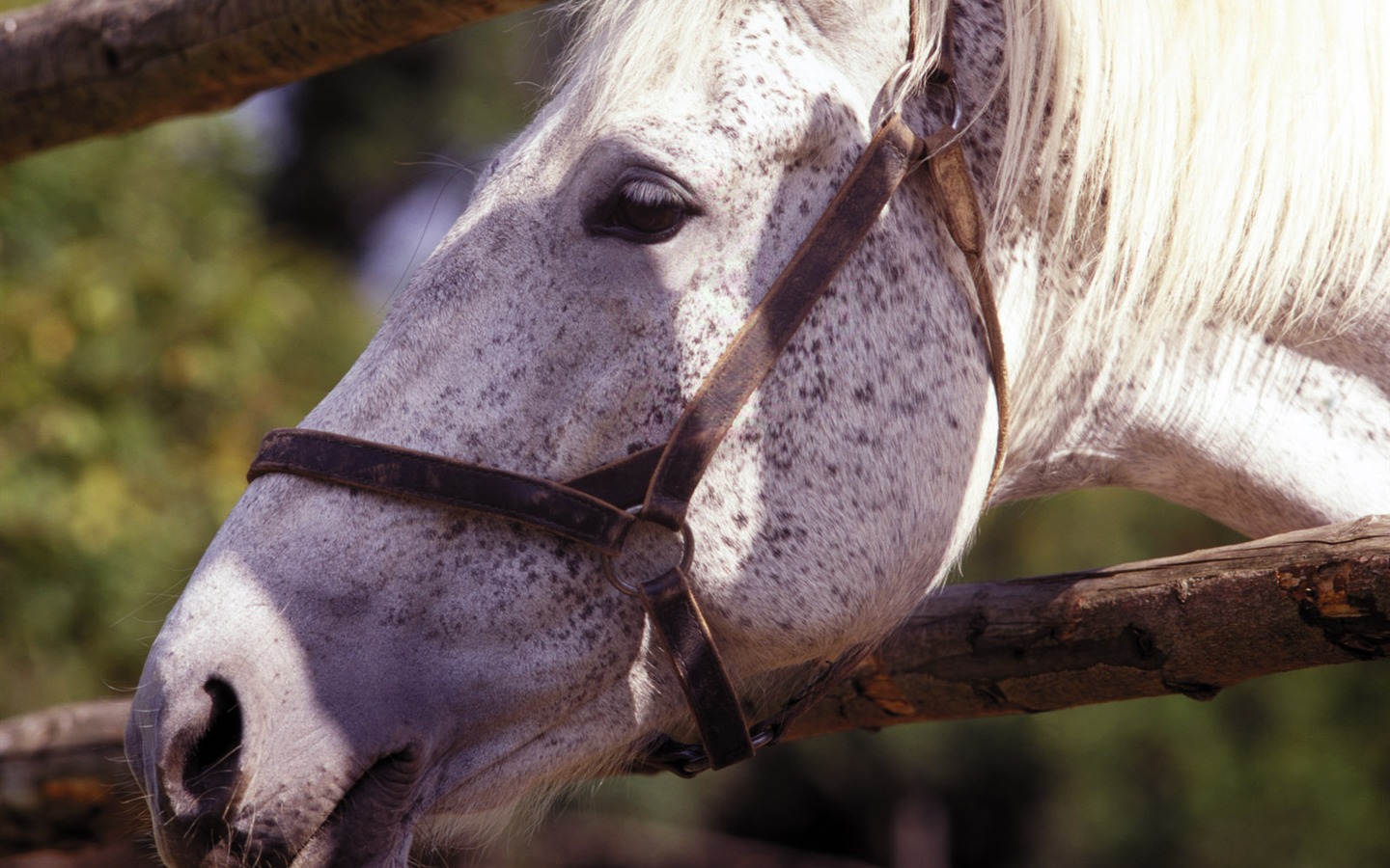 Horse Wallpaper Foto (4) #7 - 1440x900