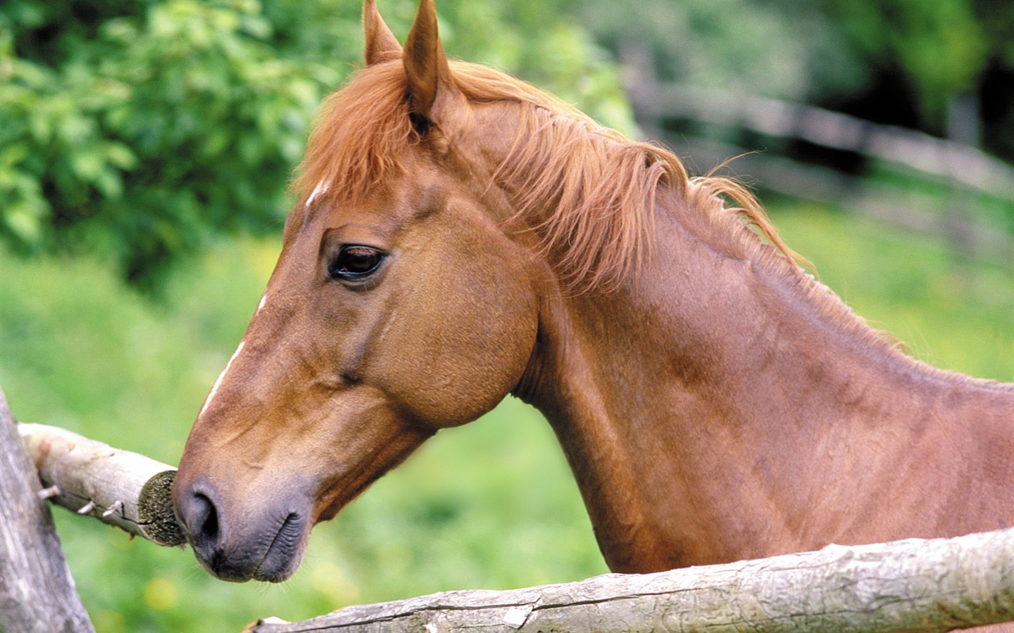 Fond d'écran photo cheval (4) #8 - 1440x900