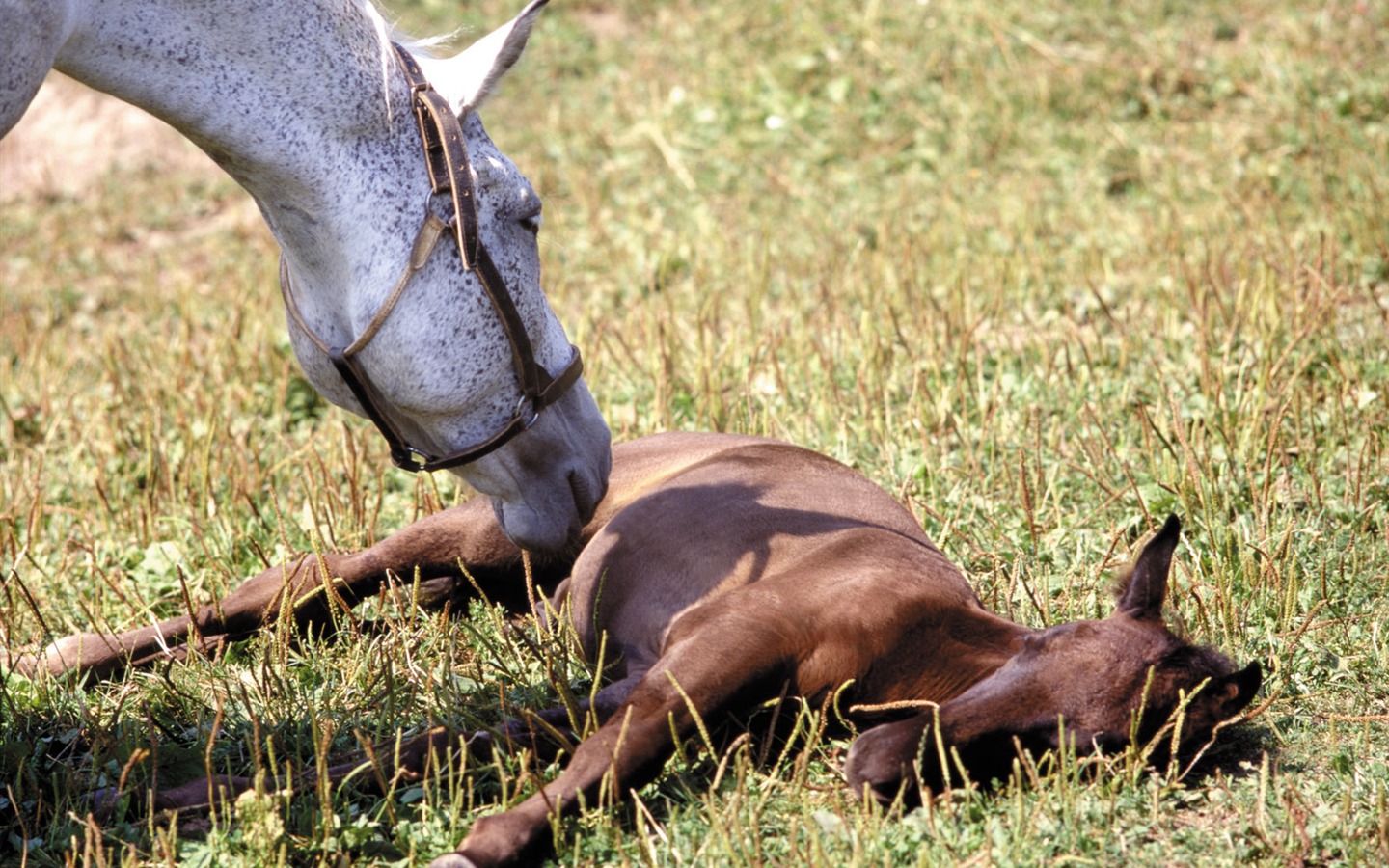 Horse Wallpaper Foto (4) #9 - 1440x900