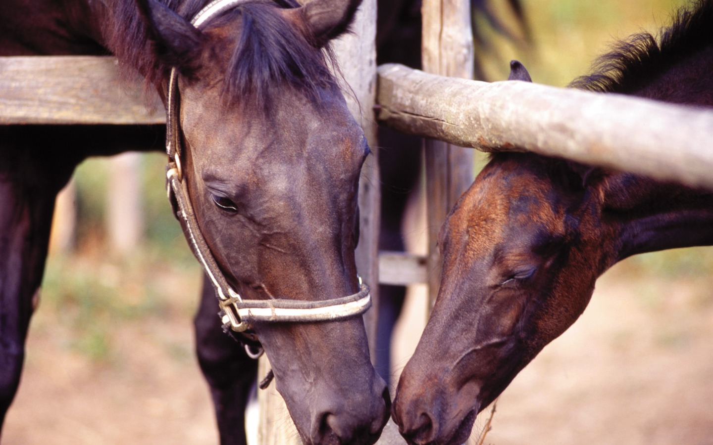 Horse Wallpaper Foto (4) #15 - 1440x900