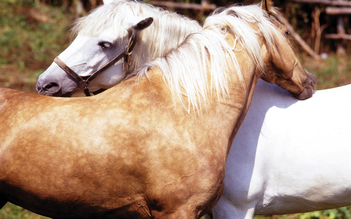 Fond d'écran photo cheval (4) #20 - 1440x900