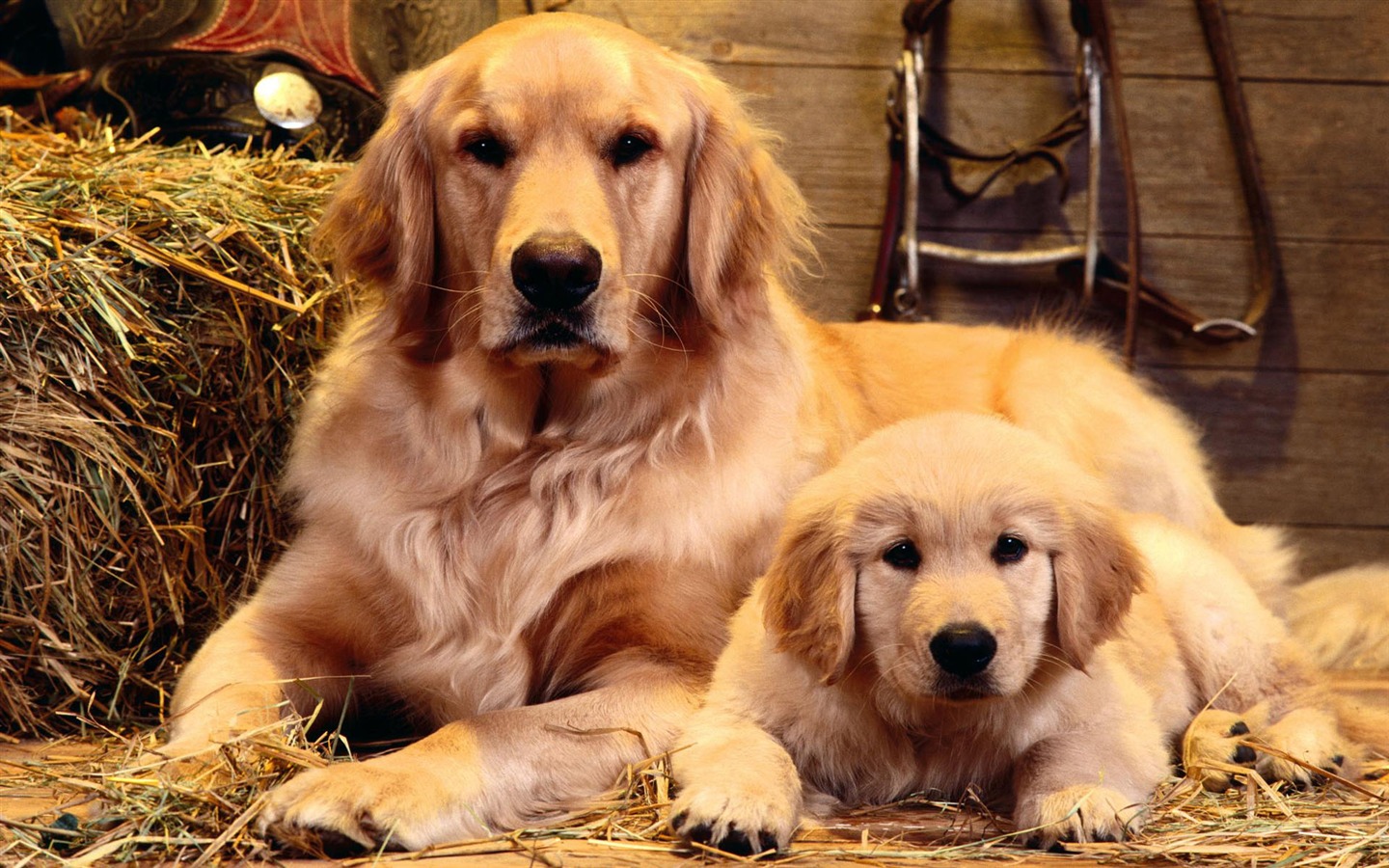 Puppy Photo HD wallpapers (2) #5 - 1440x900