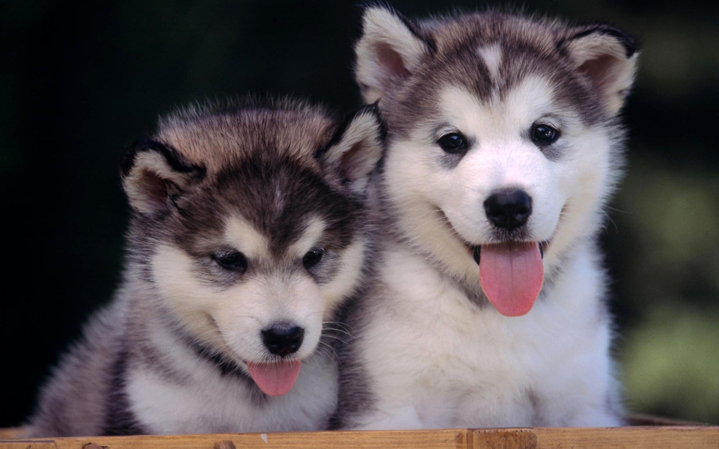 Puppy Photo HD wallpapers (2) #20 - 1440x900