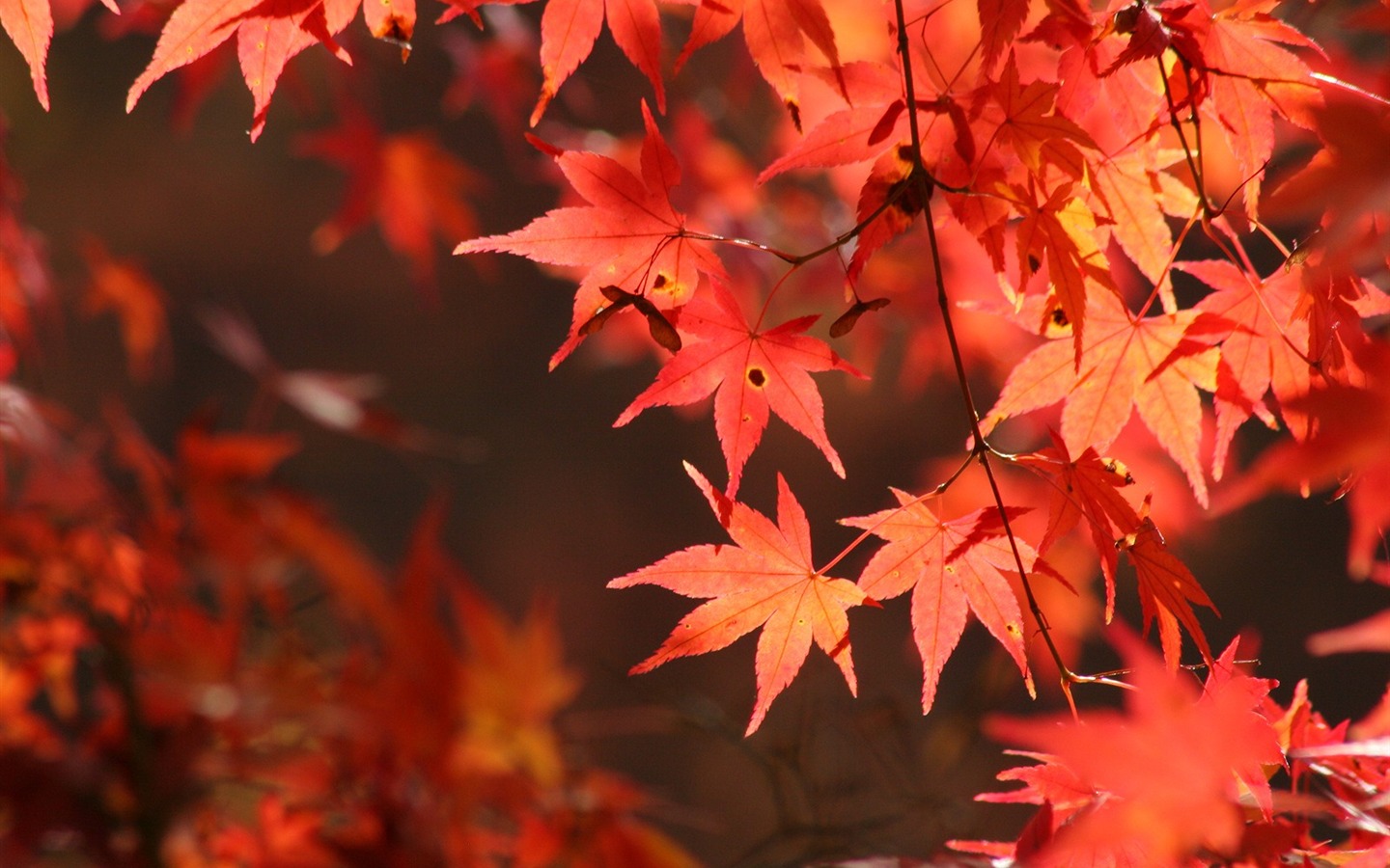 Maple sky wallpaper (2) #1 - 1440x900