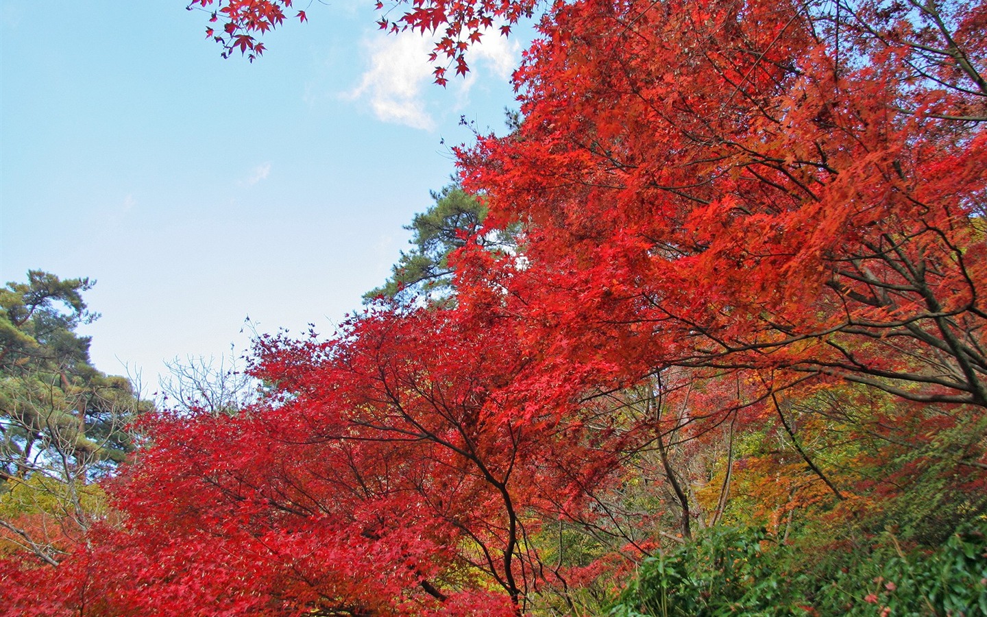 Maple sky wallpaper (2) #3 - 1440x900