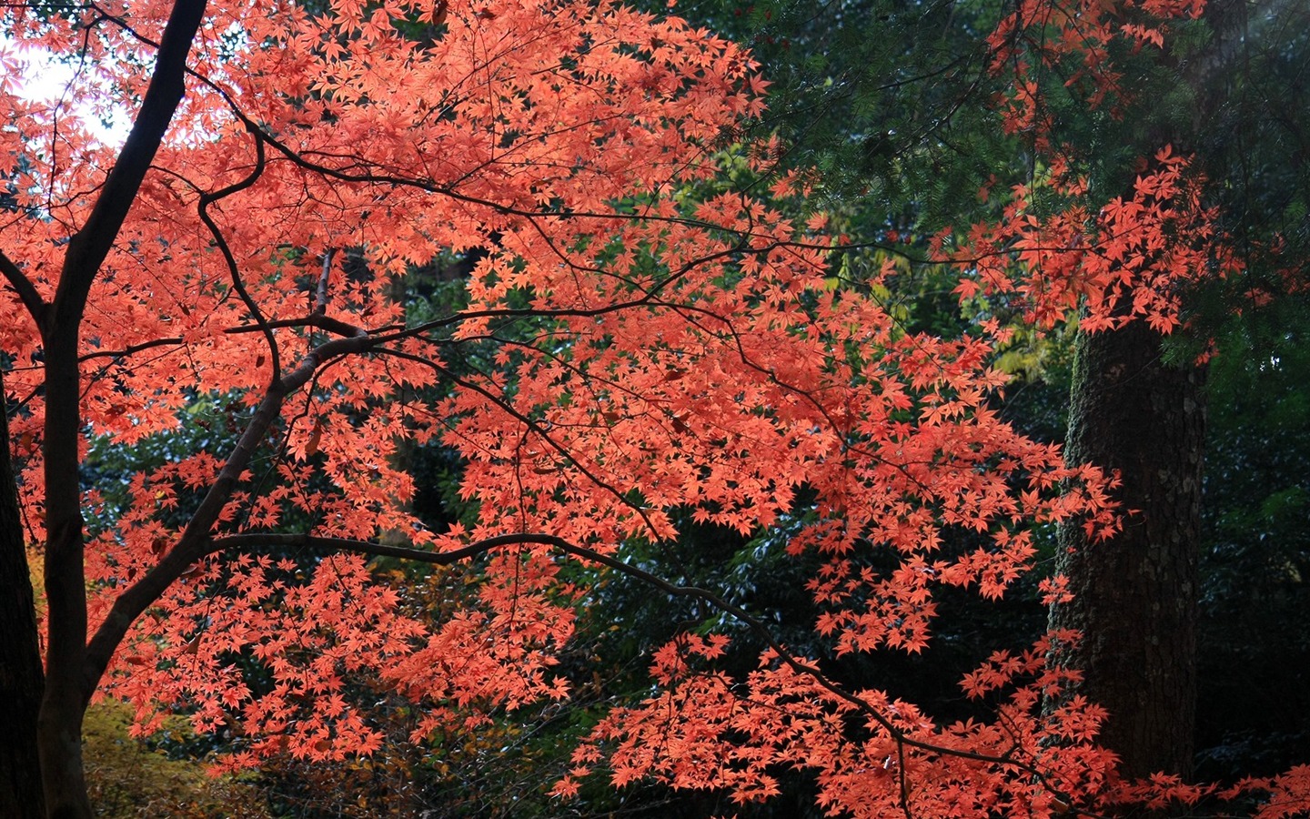 Maple sky wallpaper (2) #6 - 1440x900