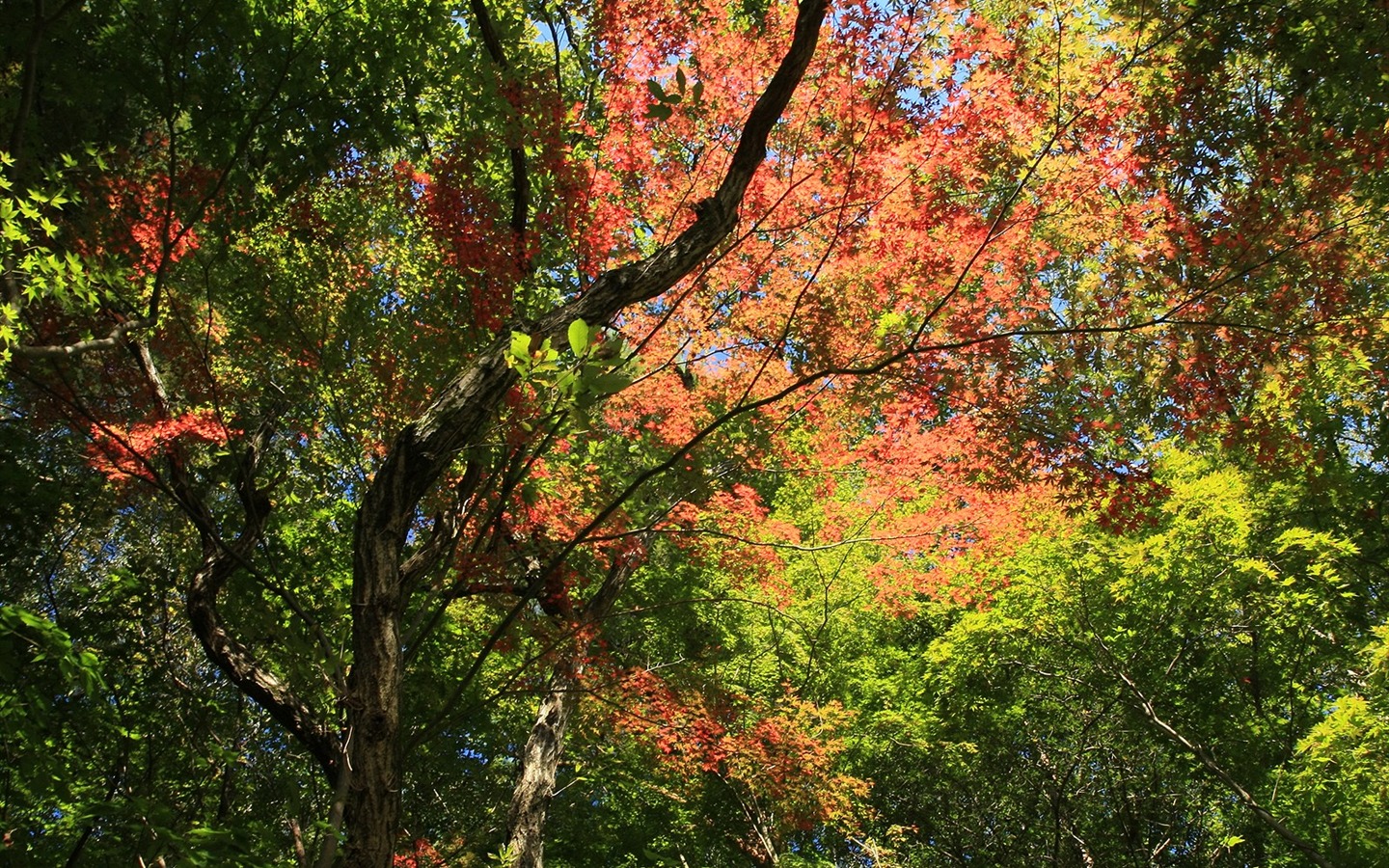 Maple sky wallpaper (2) #11 - 1440x900