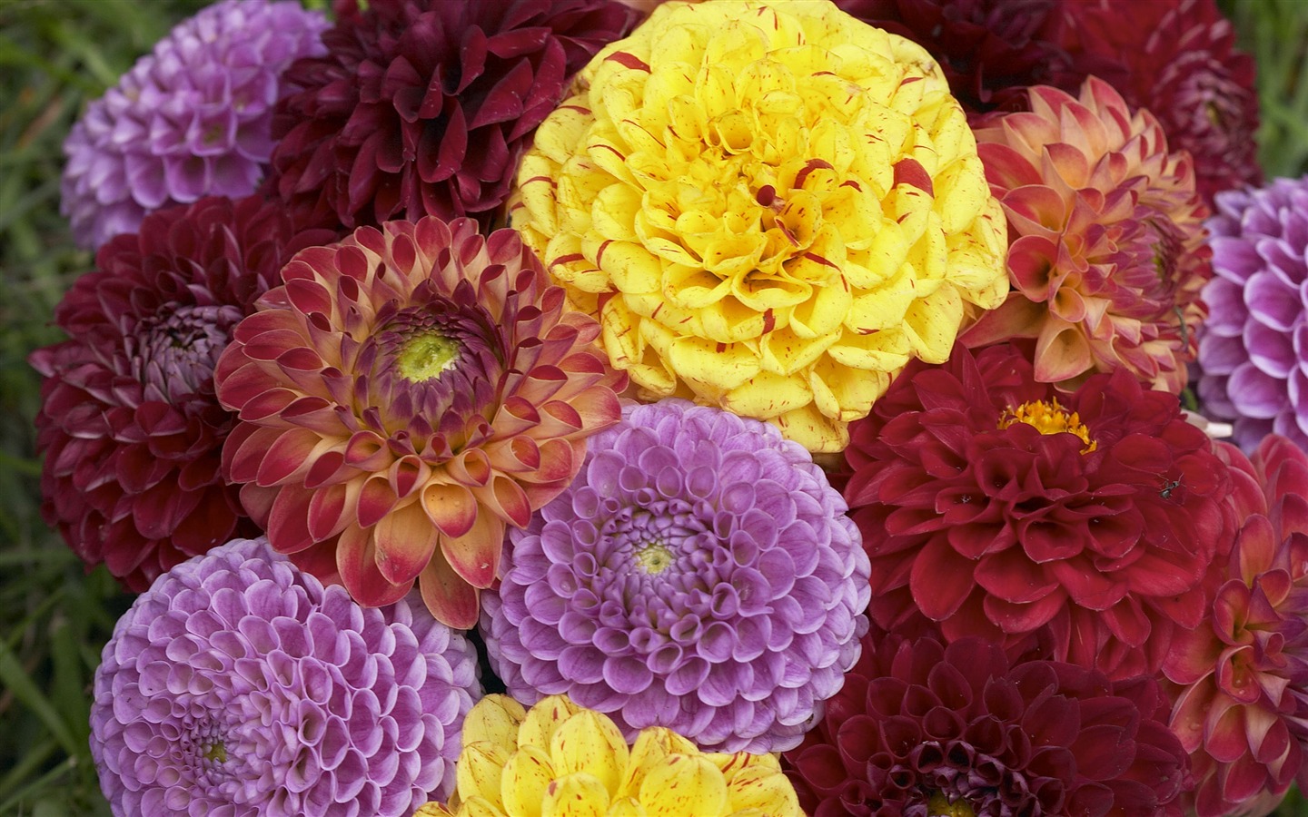 대형 꽃 기능 바탕 화면 (5) #12 - 1440x900