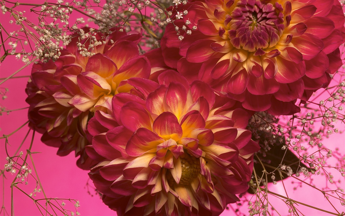 대형 꽃 기능 바탕 화면 (5) #18 - 1440x900
