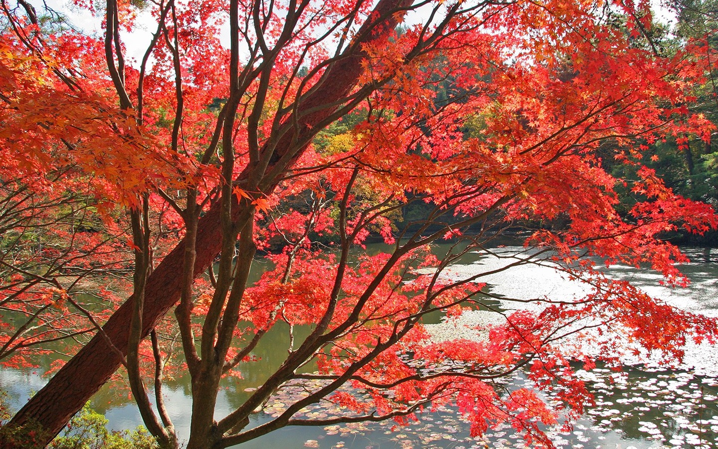 枫叶满天 壁纸(三)20 - 1440x900