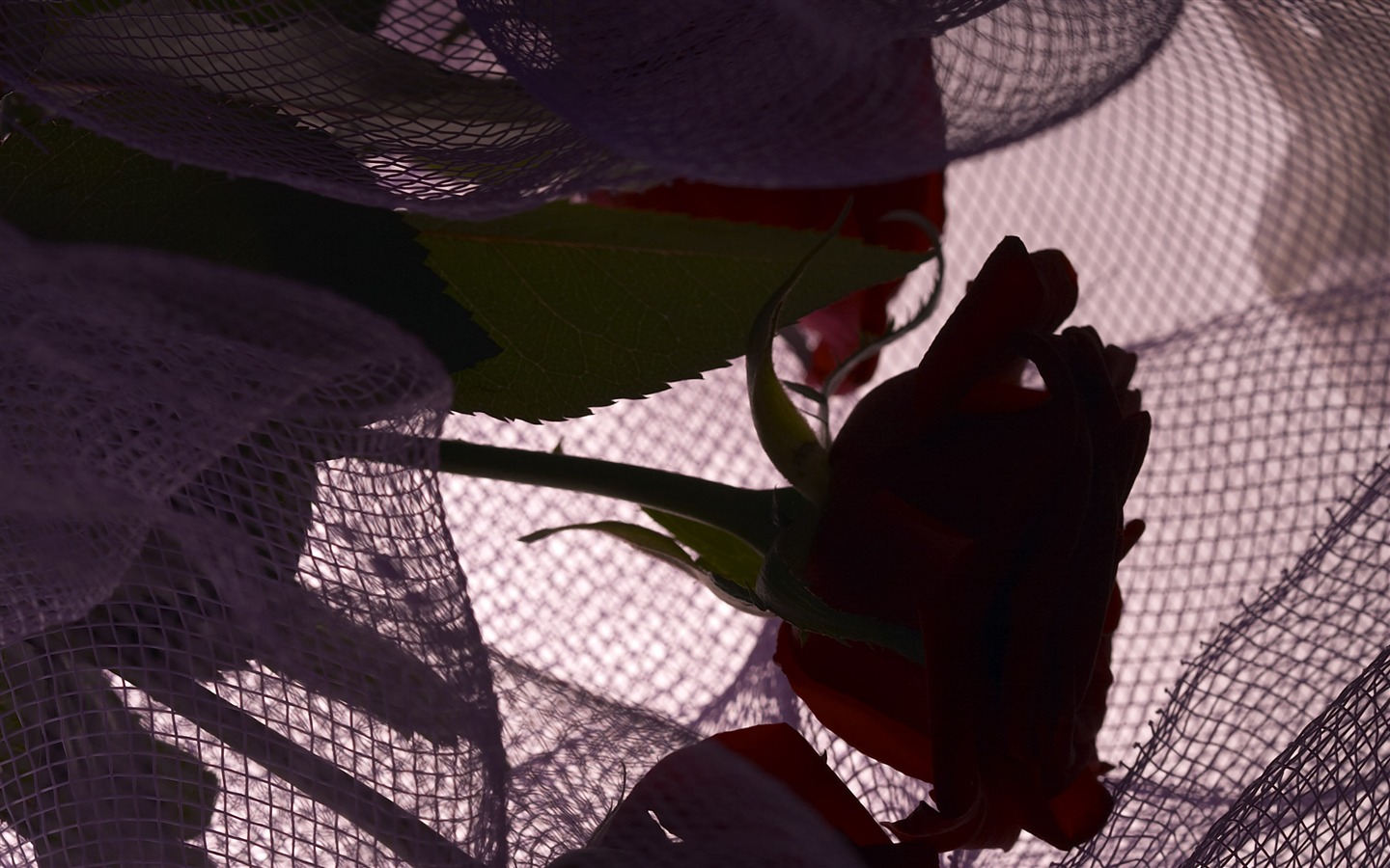 대형 꽃 기능 바탕 화면 (6) #9 - 1440x900