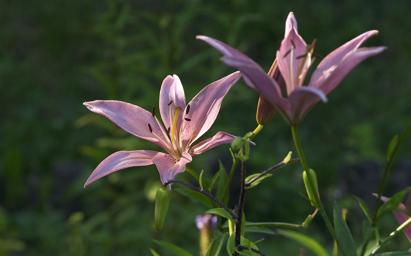 超大鲜花特写 壁纸(六)13 - 1440x900