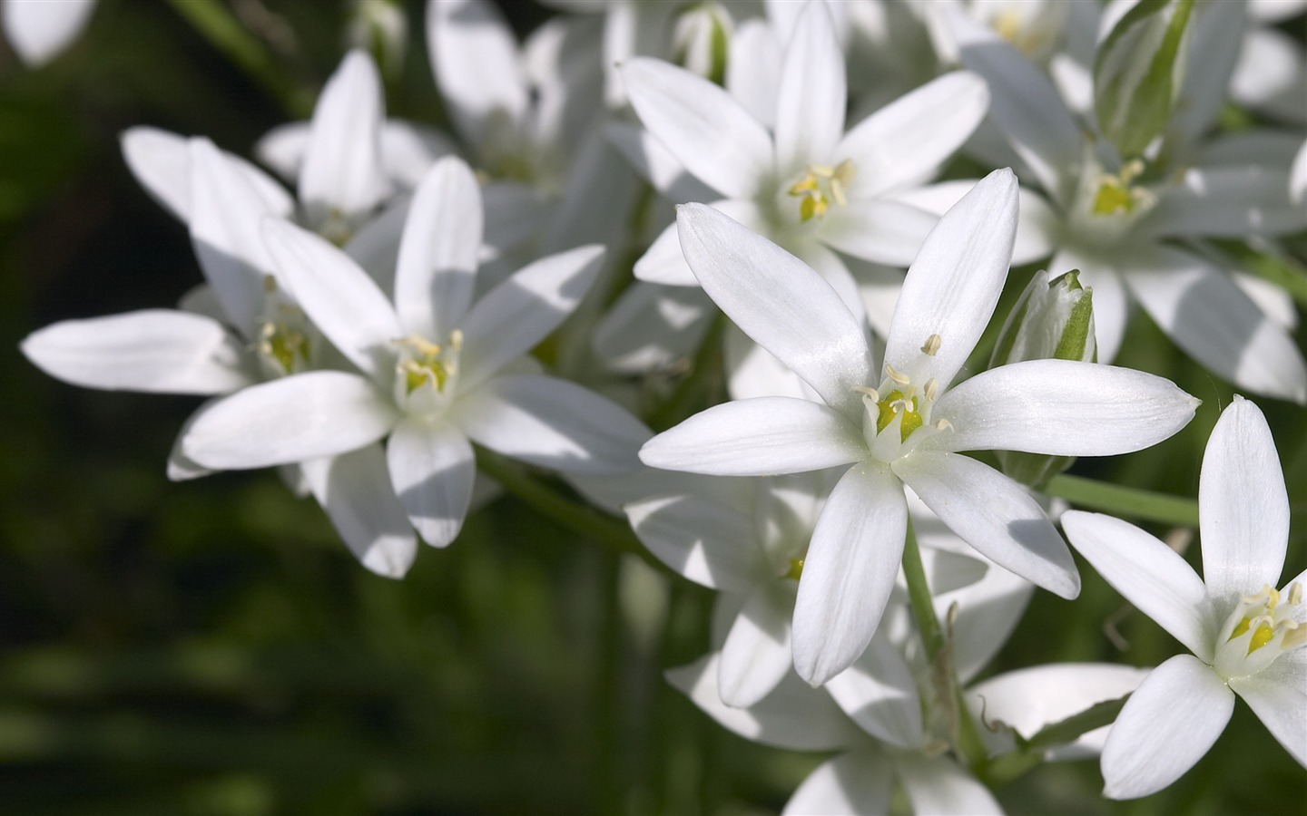 超大鲜花特写 壁纸(六)15 - 1440x900