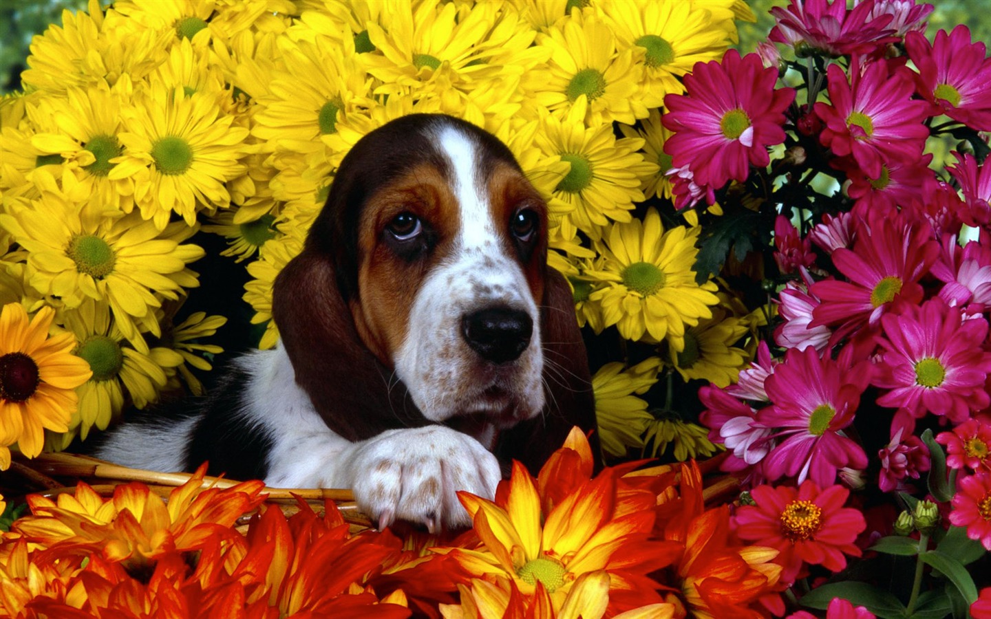 Puppy Photo fonds d'écran HD (3) #3 - 1440x900