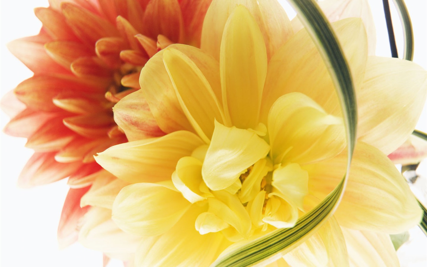 웨딩 꽃 배경 화면 (3) #4 - 1440x900