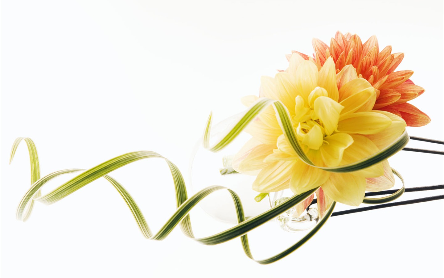 웨딩 꽃 배경 화면 (3) #5 - 1440x900