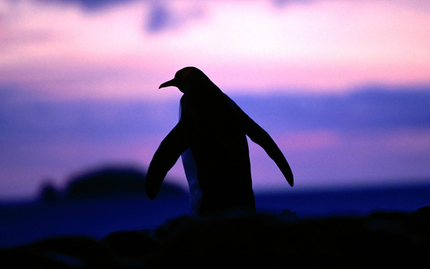 ペンギン写真の壁紙 8 1440x900 壁紙ダウンロード ペンギン写真の壁紙 動物 壁紙 V3の壁紙